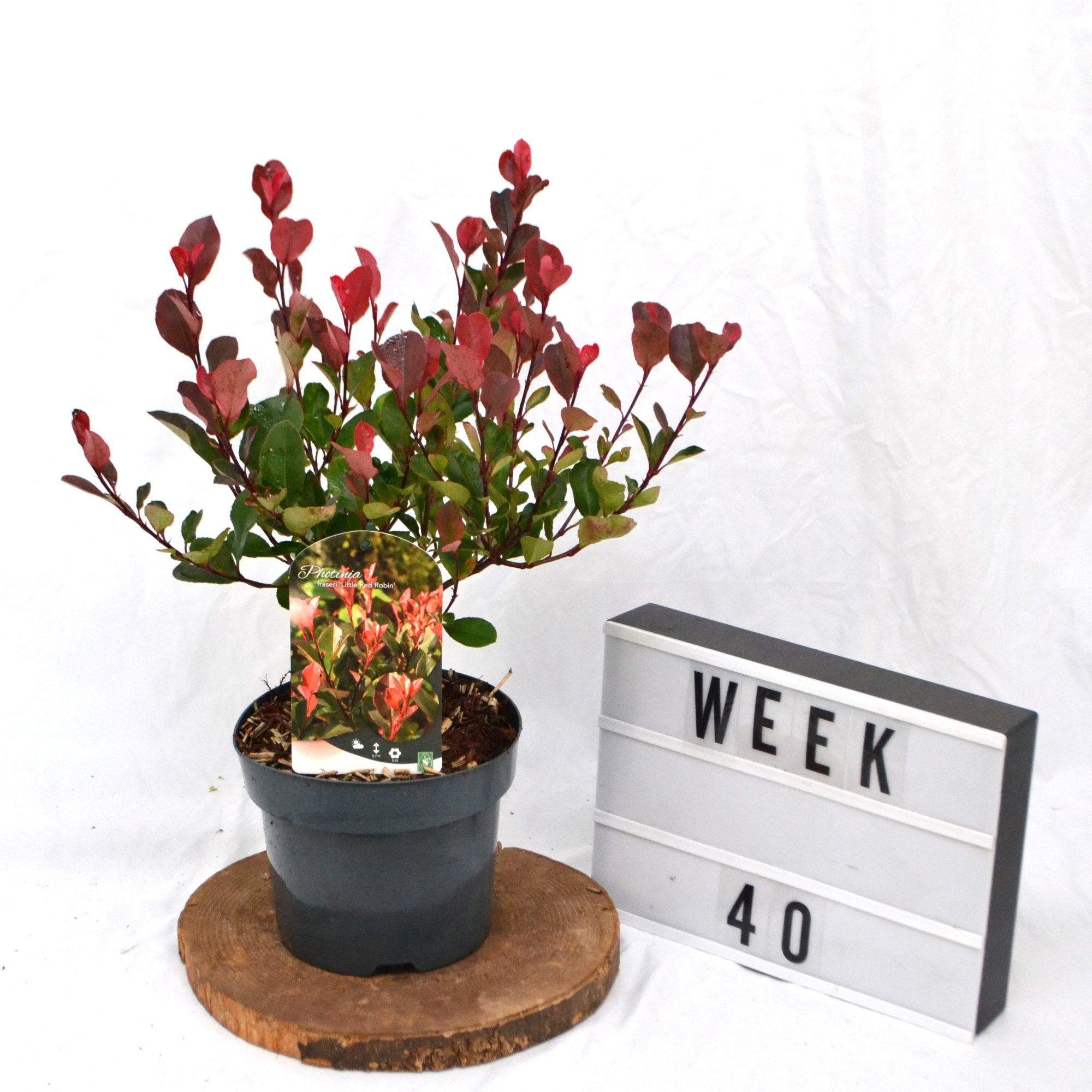 Photinia fraseri 'Little Red Robin' C3 25/30, D 19 cm