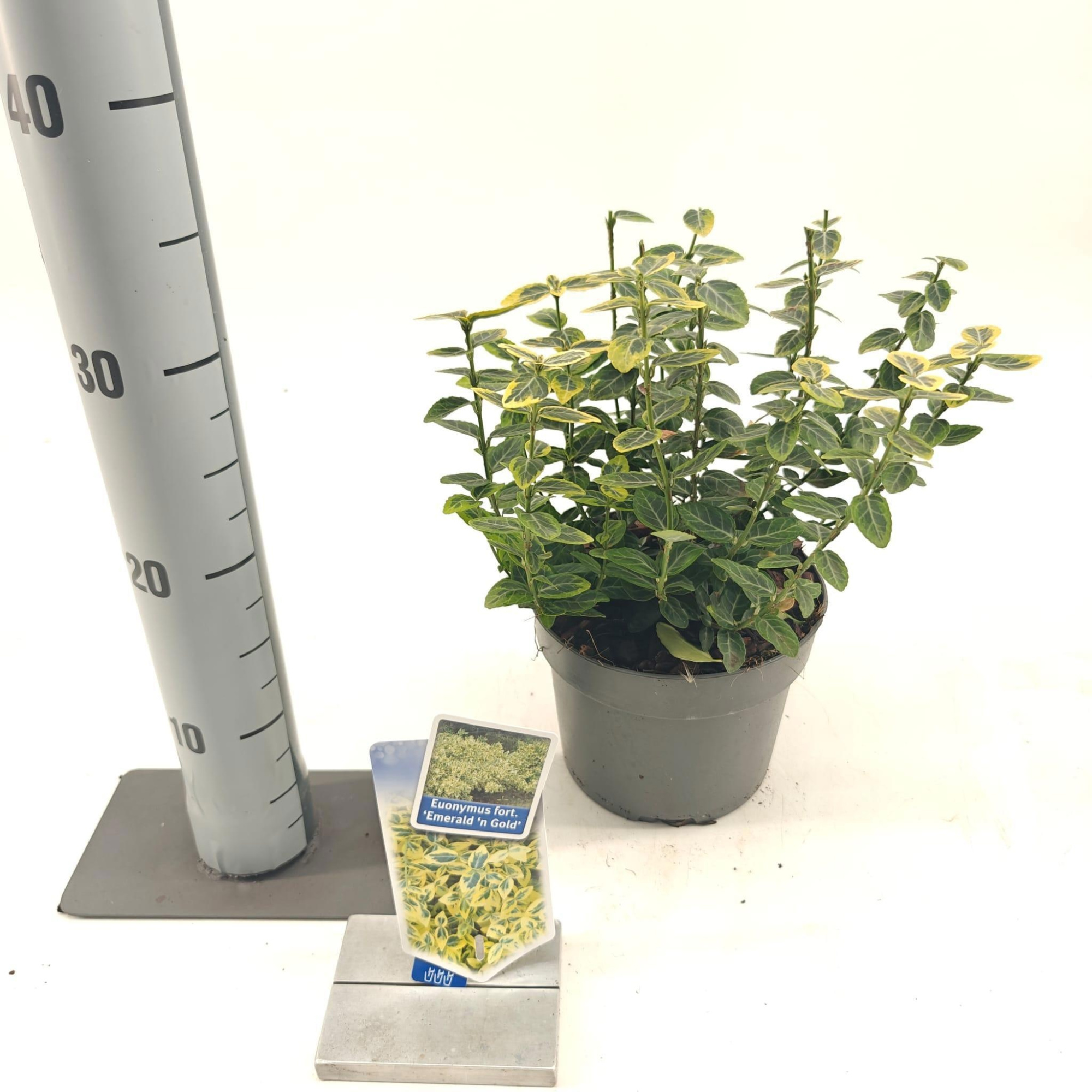 Euonymus fort. 'Emerald 'n Gold', D 17