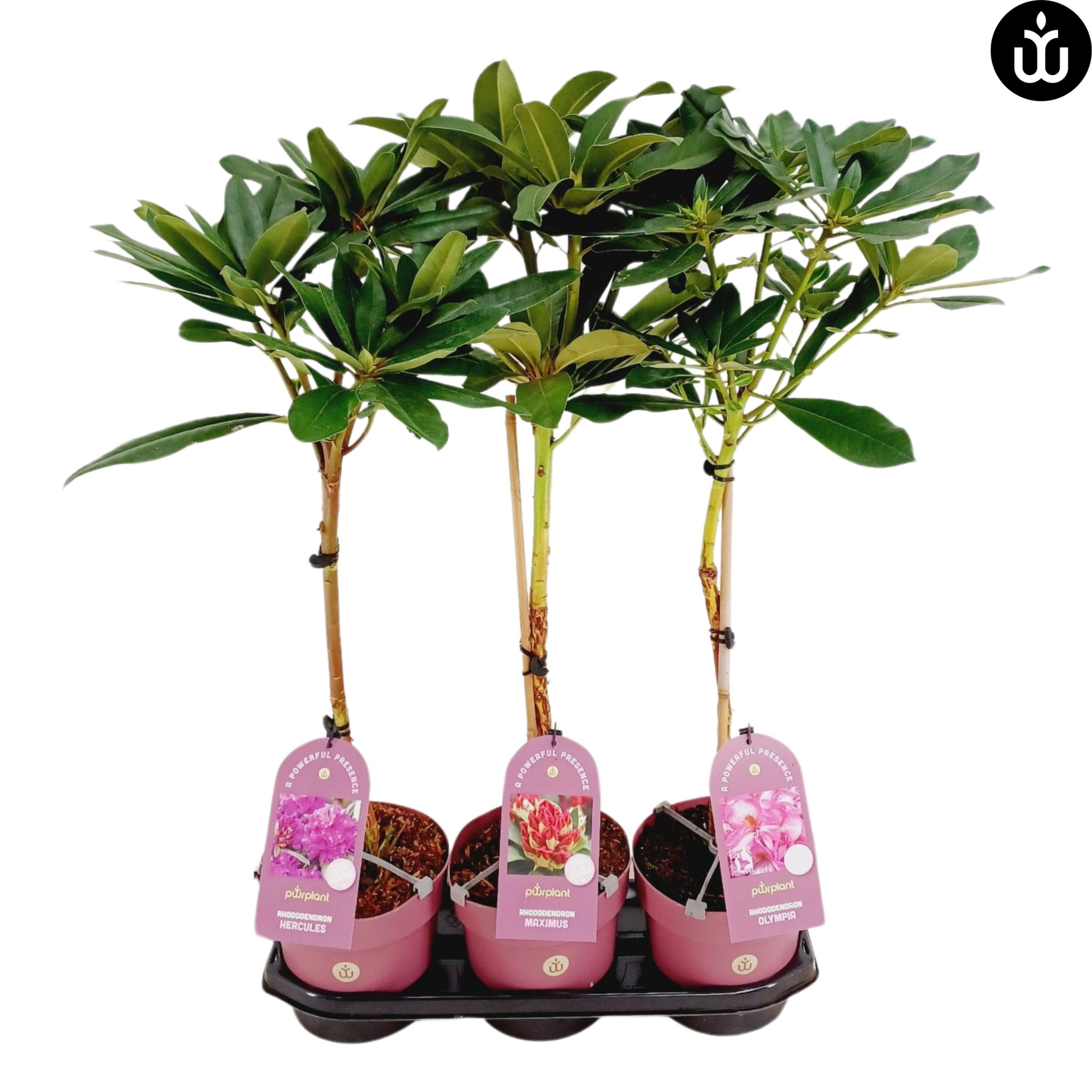 Rhododendron stam powerplant C3 'Mix', D 19 cm