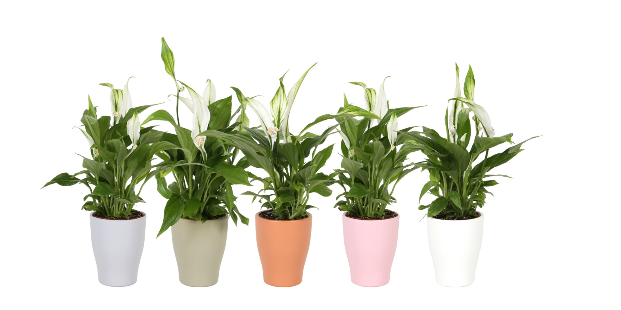 KP-590.30 - Spathyphillum 7cm in trendy keramiek, D 7 cm