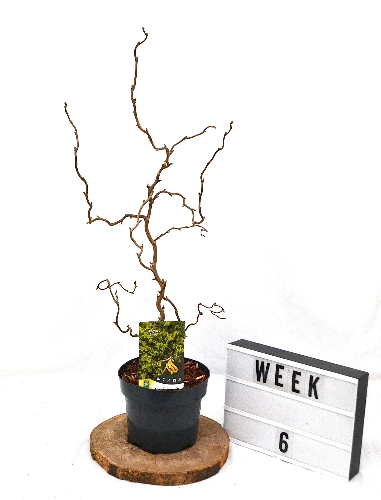 Corylus avellana Twister C3, D 19