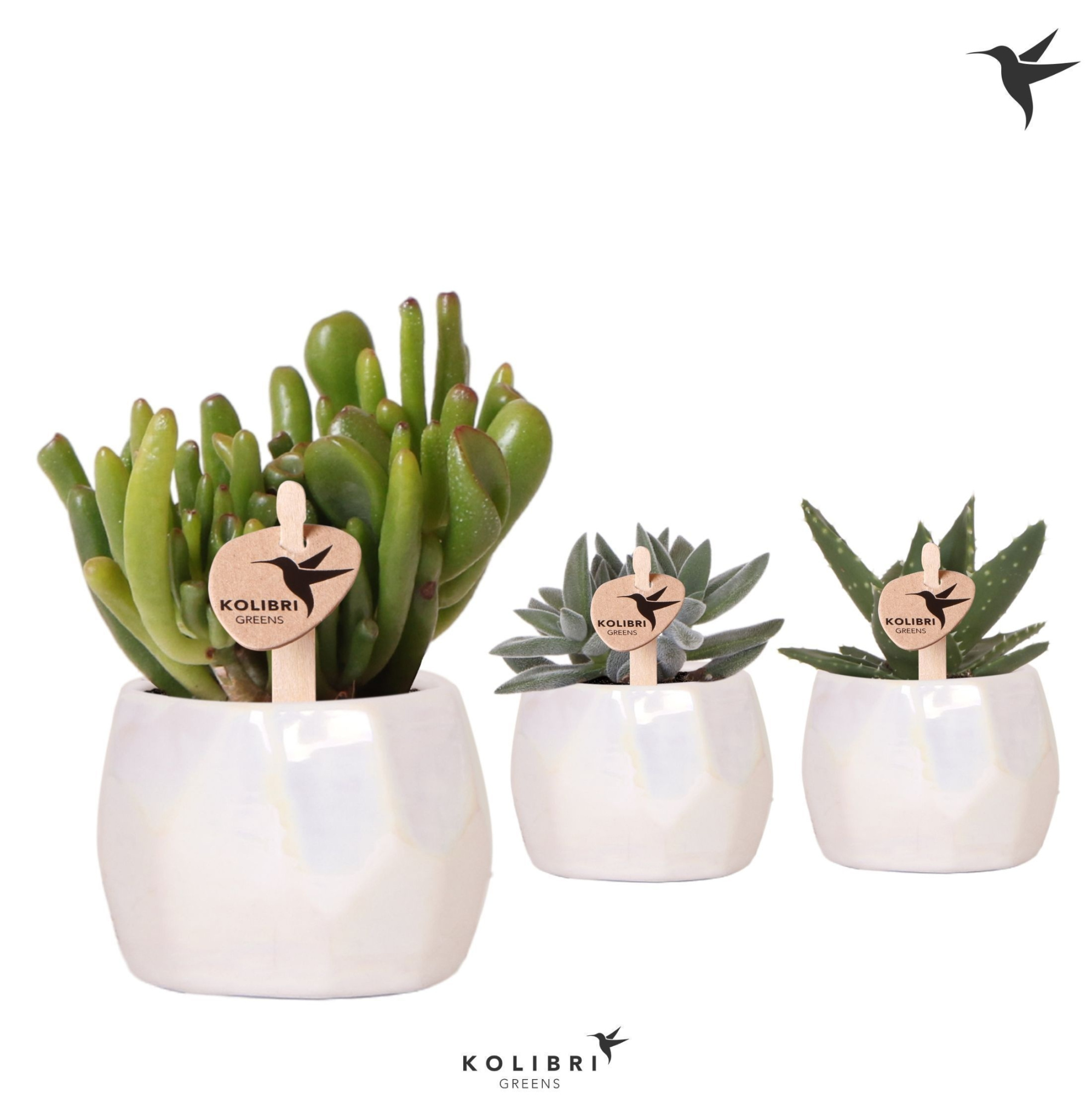 Kolibri Greens Succulenten mix in Pearl pot travertine, D 6 cm