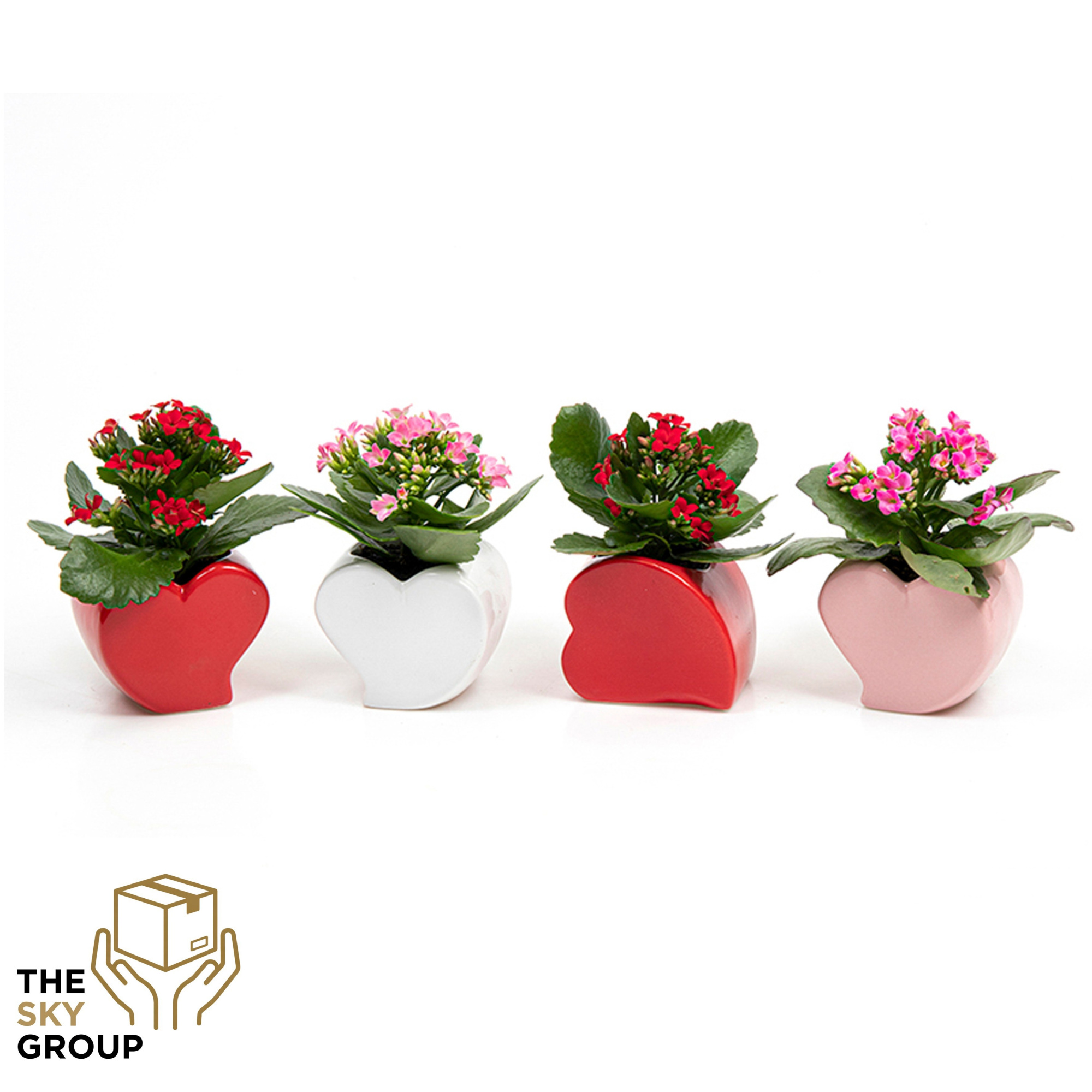 Kalanchoe gevuld 6 cm in hartvorm keramiek, D 8