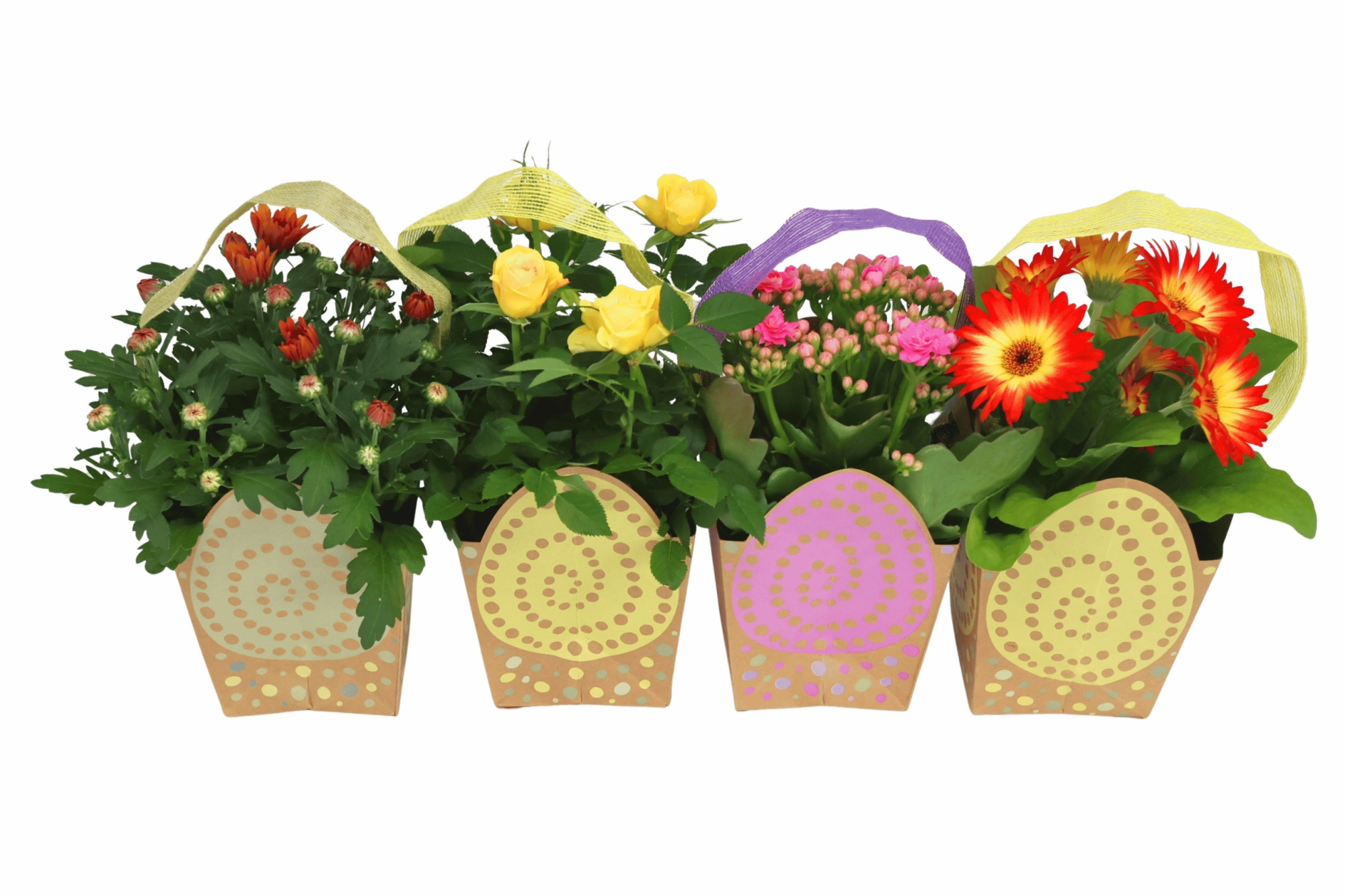 Bloeimix 12 cm | Pasen | Paastasje | Mix | Ei-tasje, D 12