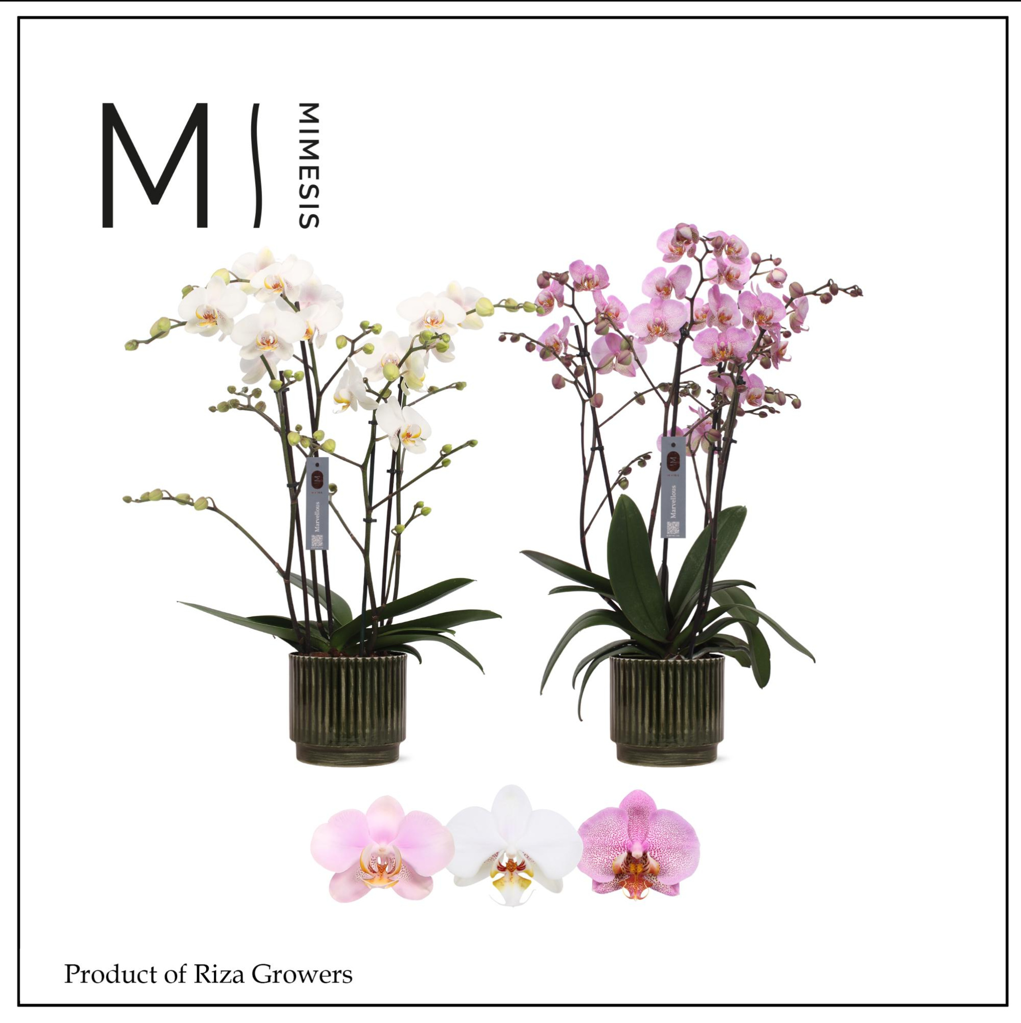 Phalaenopsis Marvellous Mix 50+ – 17cm in Nella Forest | Mimesis, D 17