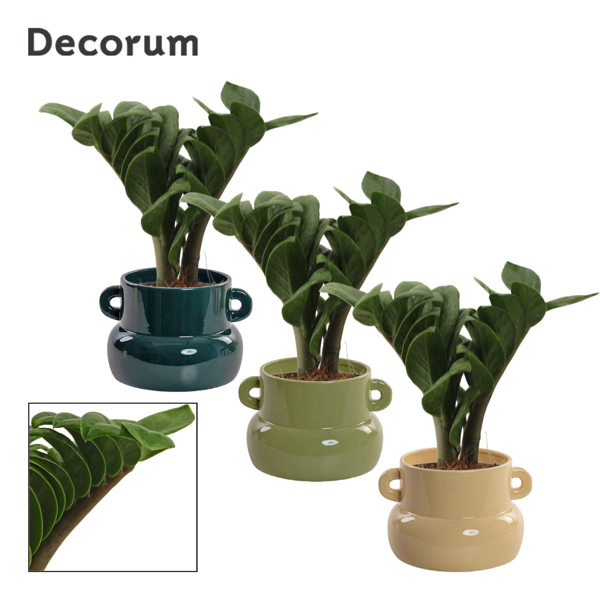 Zamioculcas Zenzi V-Leaf 9 cm Decorum, 2 veren in Lucy (Top blen, D 9
