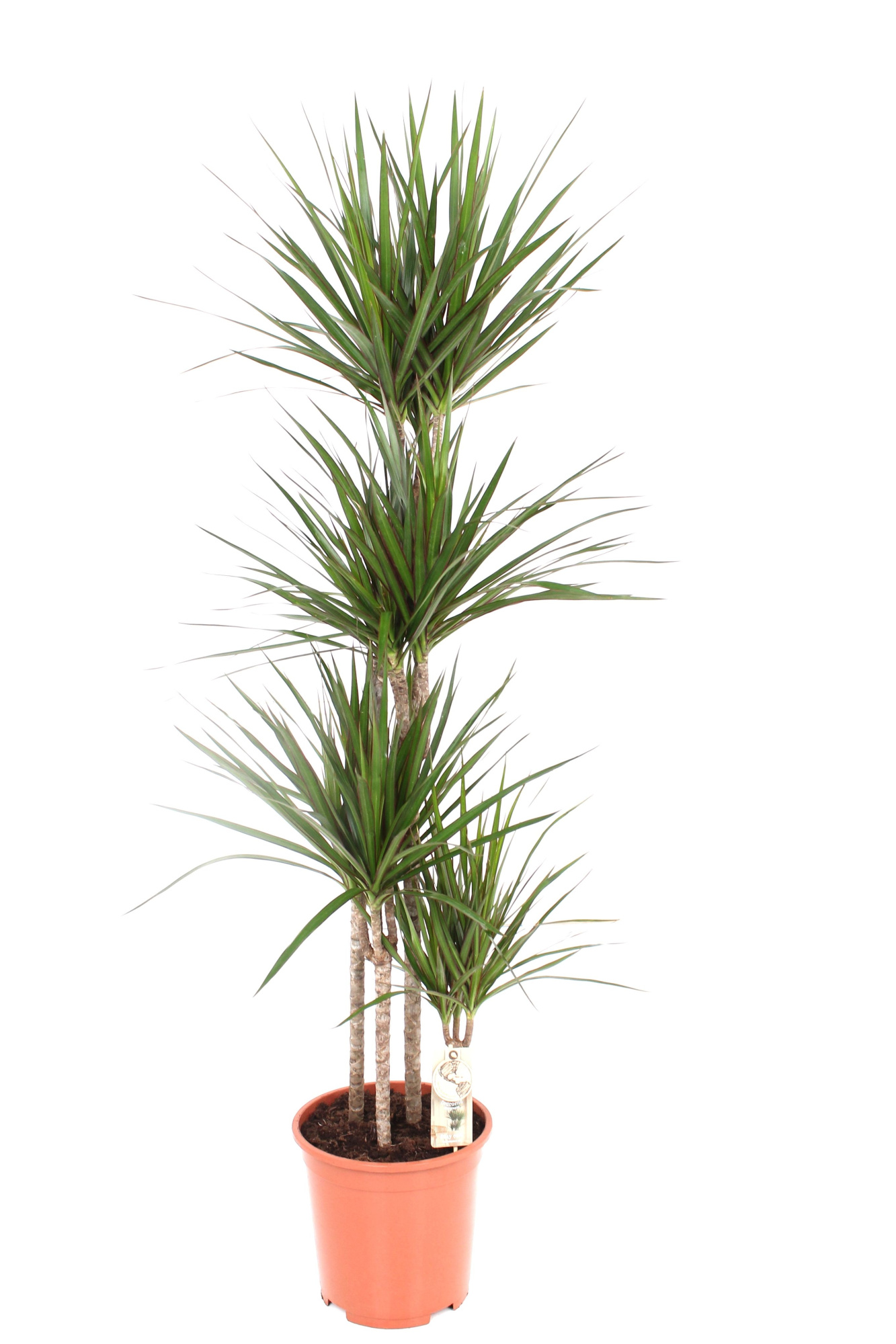 Marginata P27 90-60-30-15, D 27 cm