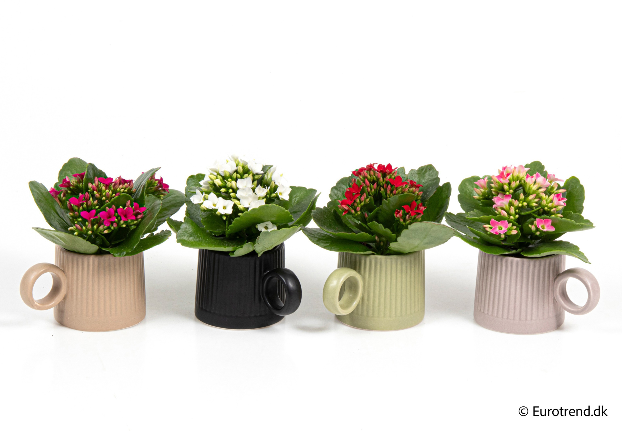 Kalanchoe in New Look ceramic 2026, D 6
