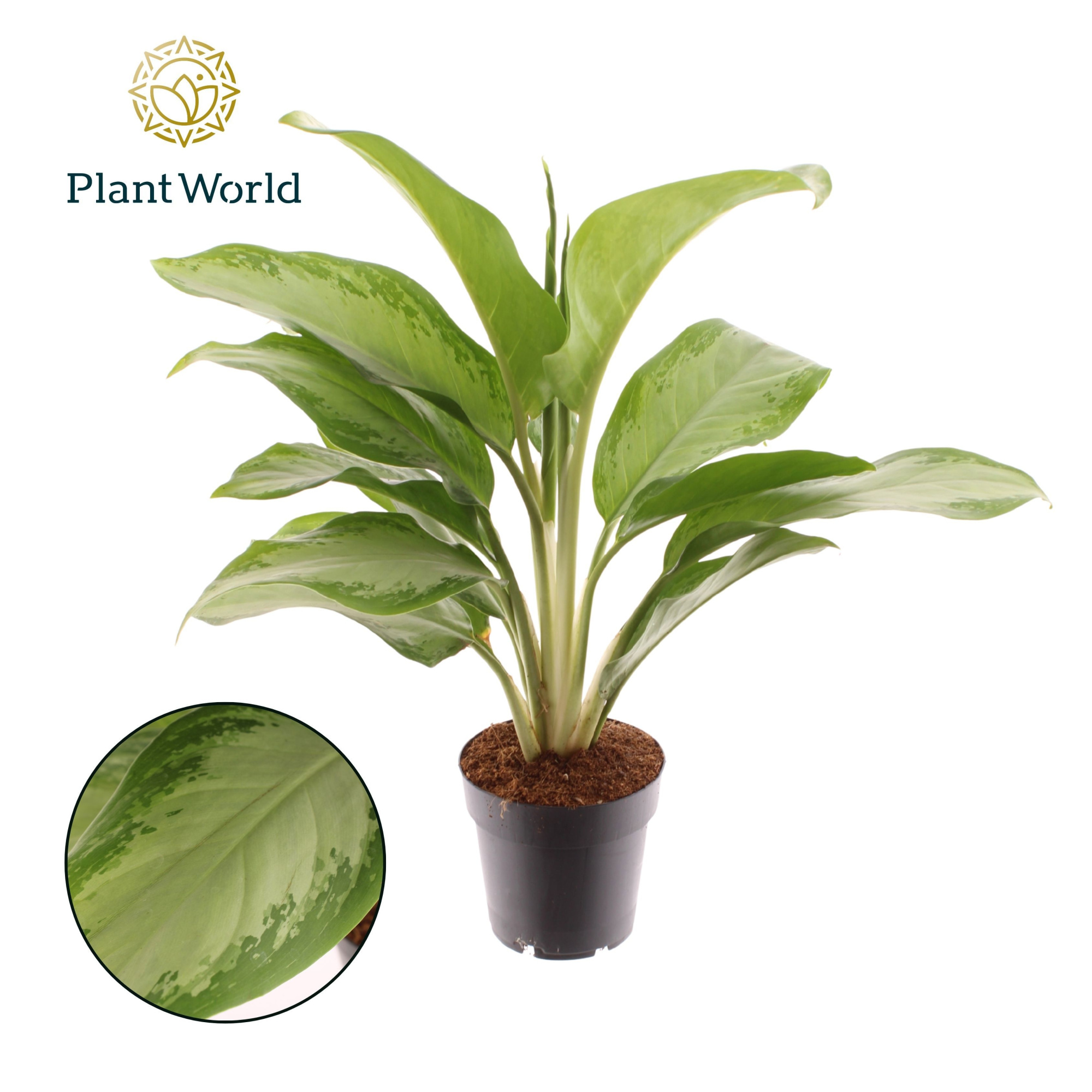 Aglaonema Silver Bay, D 14 cm