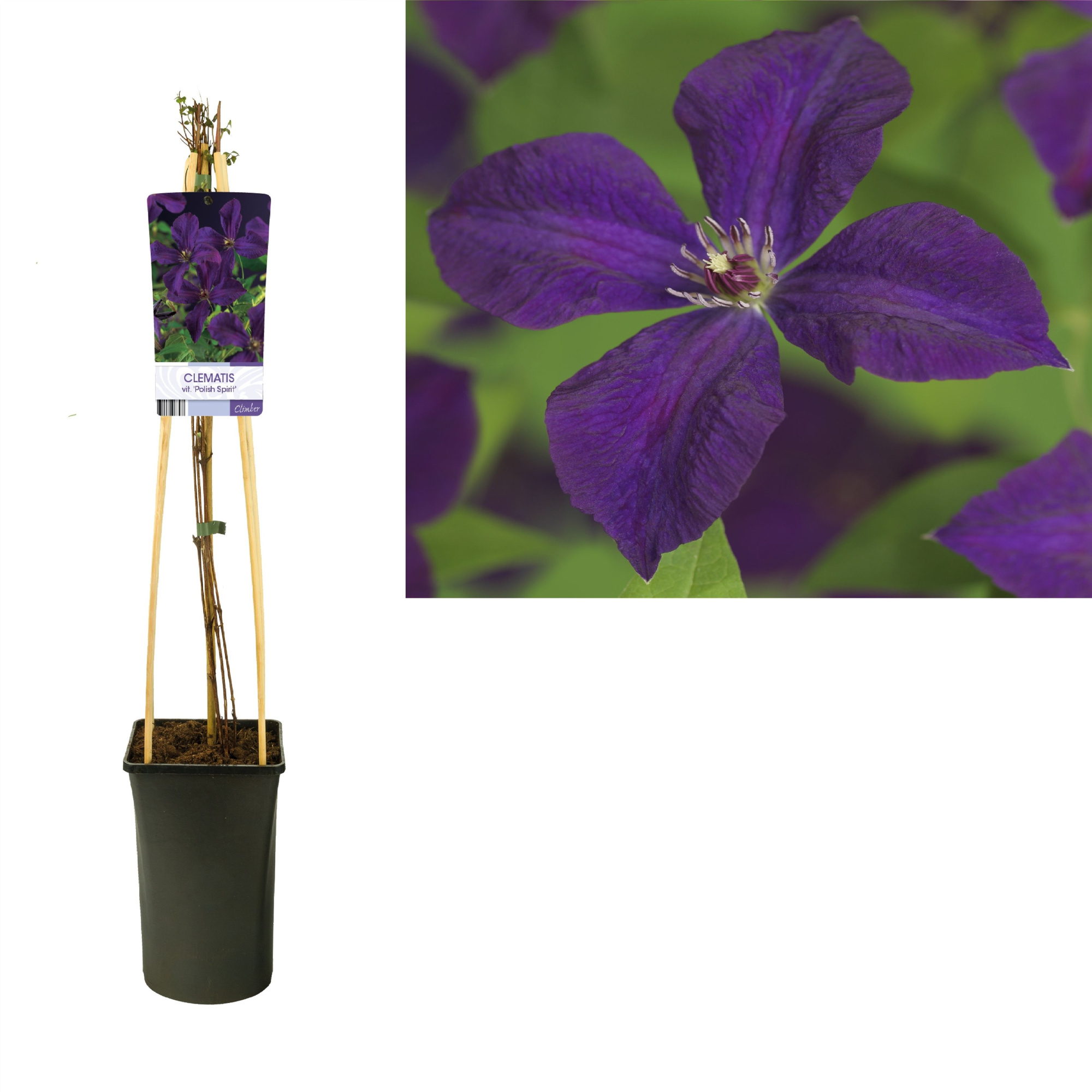 Clematis vit. 'Polish Spirit' +light label, D 17 cm