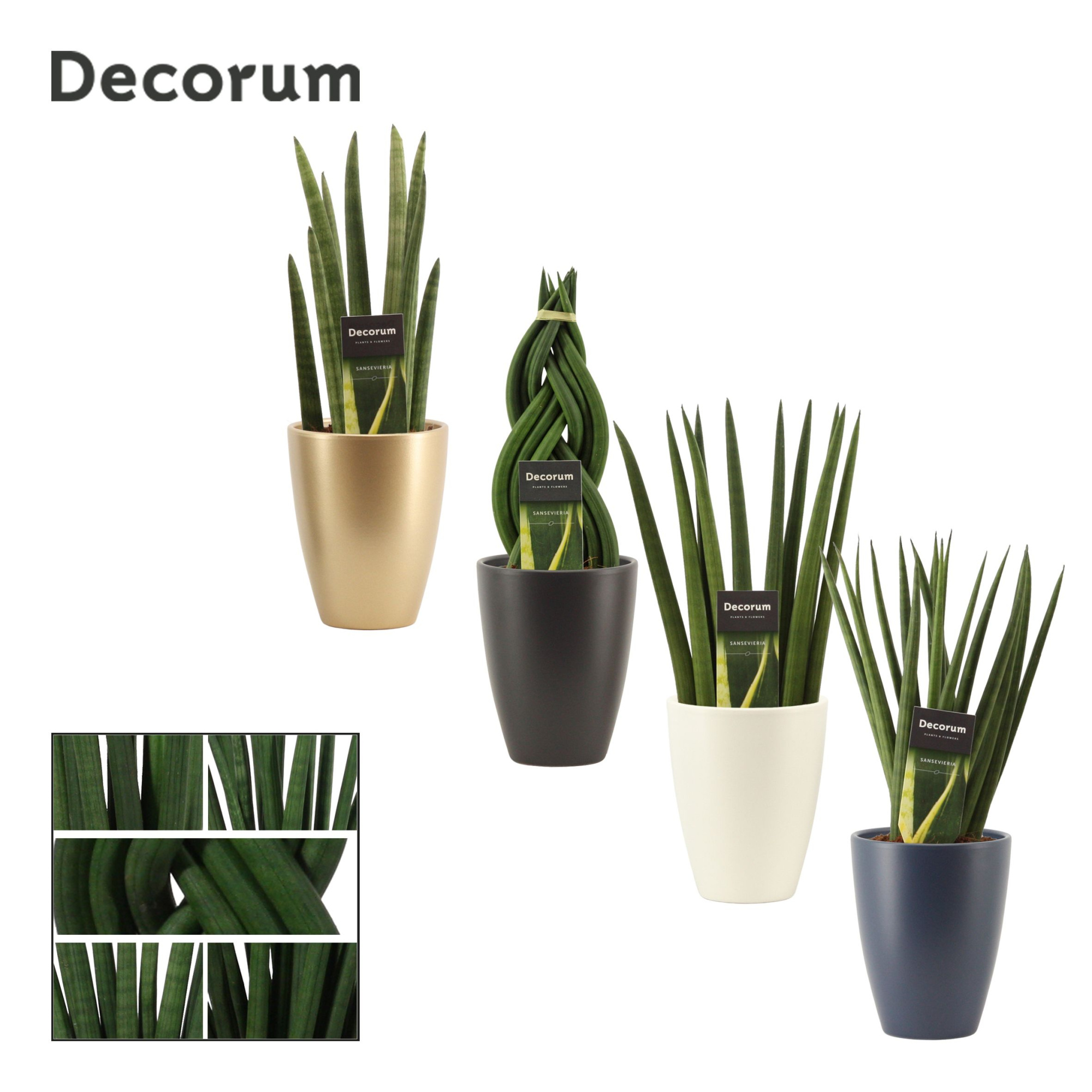 Sansevieria Cylindrica 12 cm Mix in Carly (Neo Architect-coll.), D 12