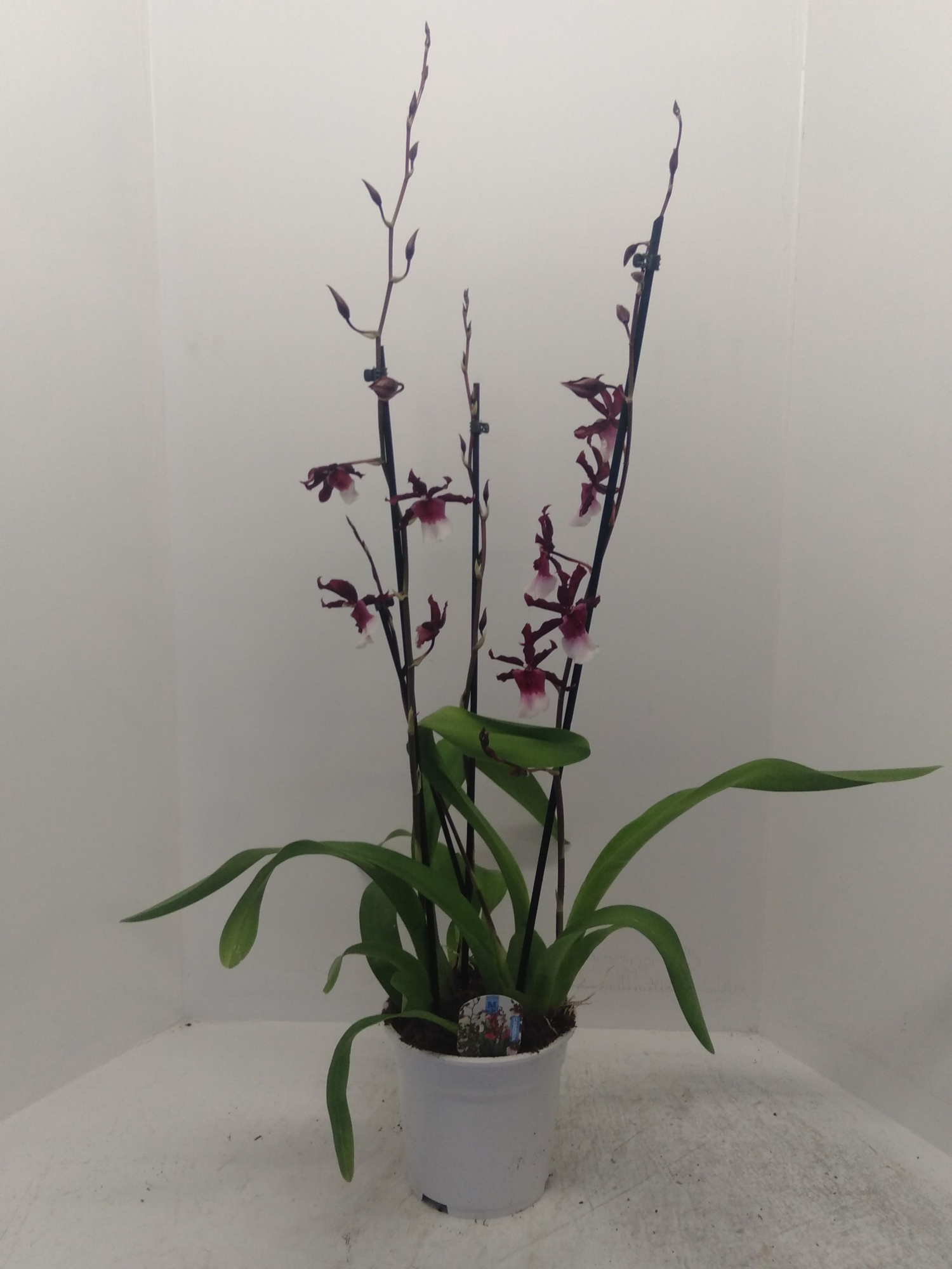 Renaissance Grandeur 1 tak, D 12 cm