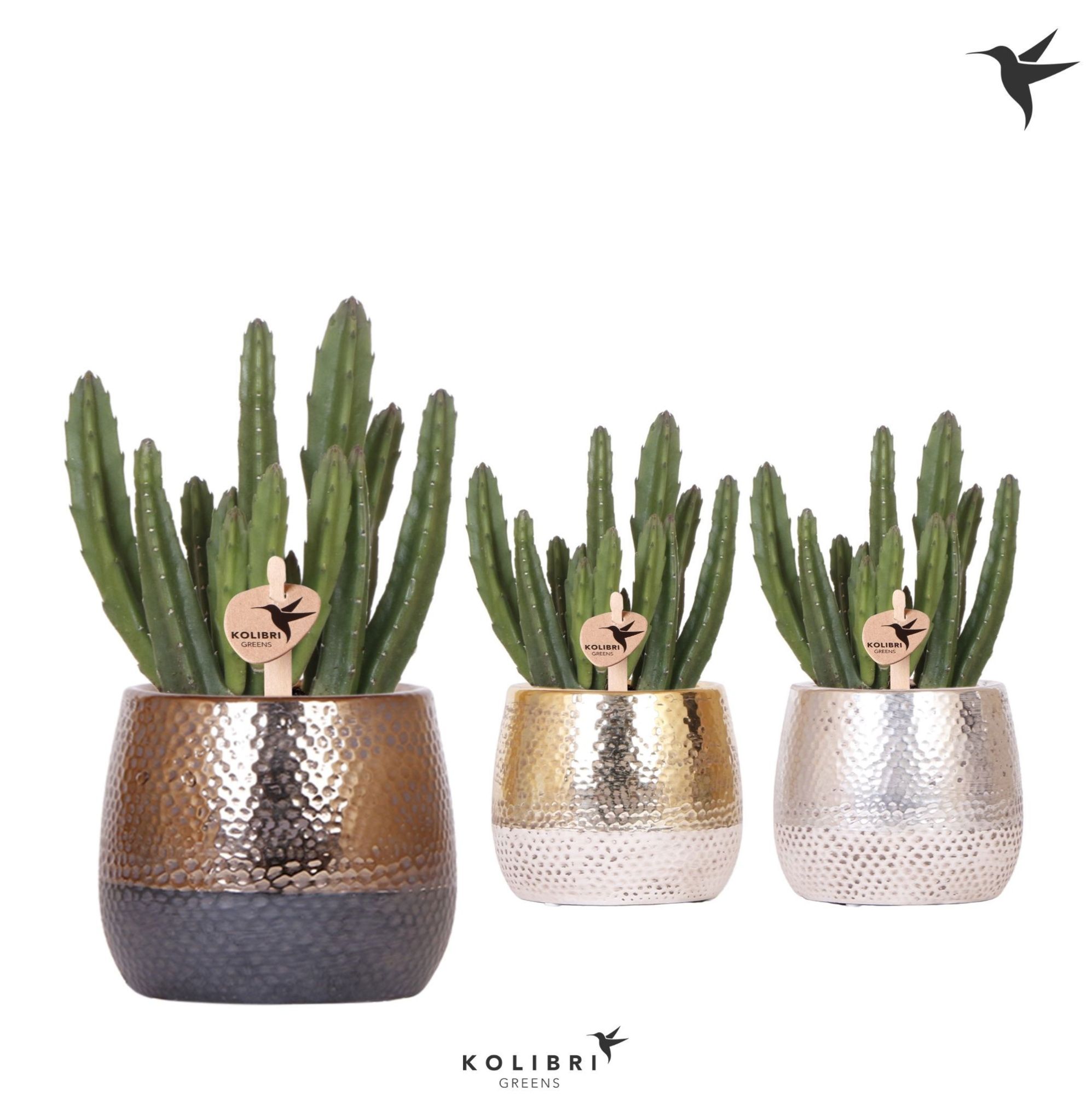 Kolibri Greens Stapelia Leendertziae in Elite pot mix, D 9