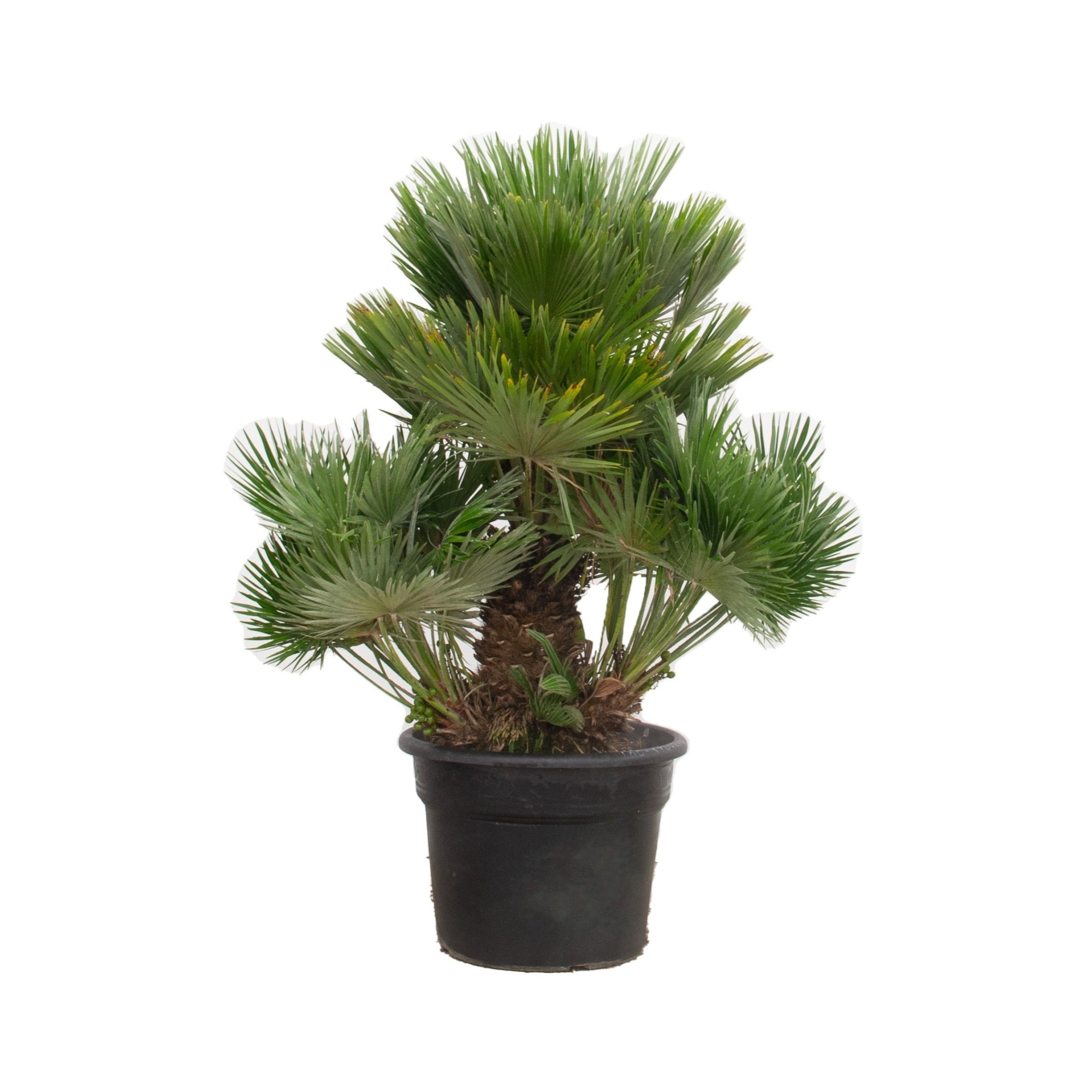 Chamaerops Humilis Vulcano - 140cm, D 55 cm