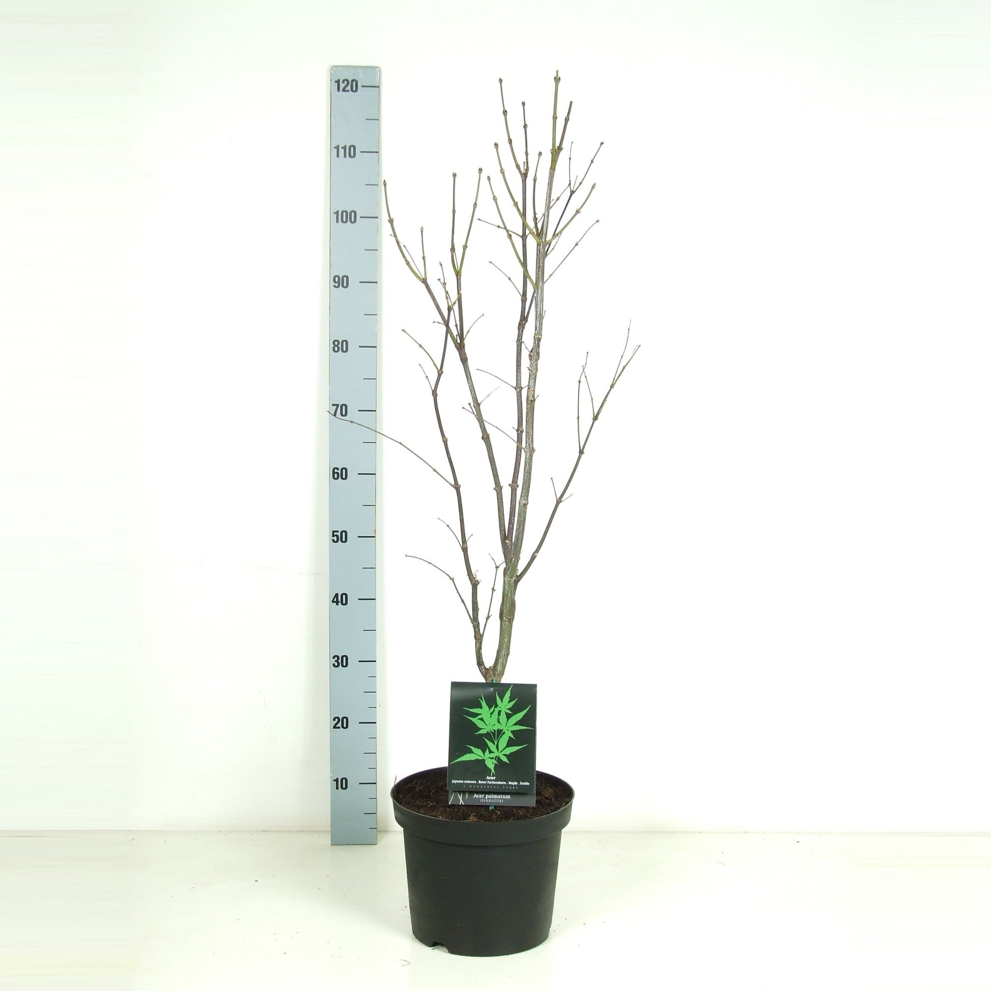 Acer palmatum 'Osakazuki' P26 Full CC, D 26