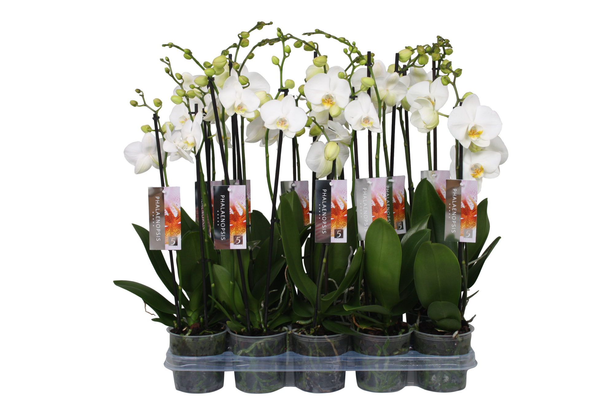 Phalaenopsis White, 2-spike 14+, D 12 cm