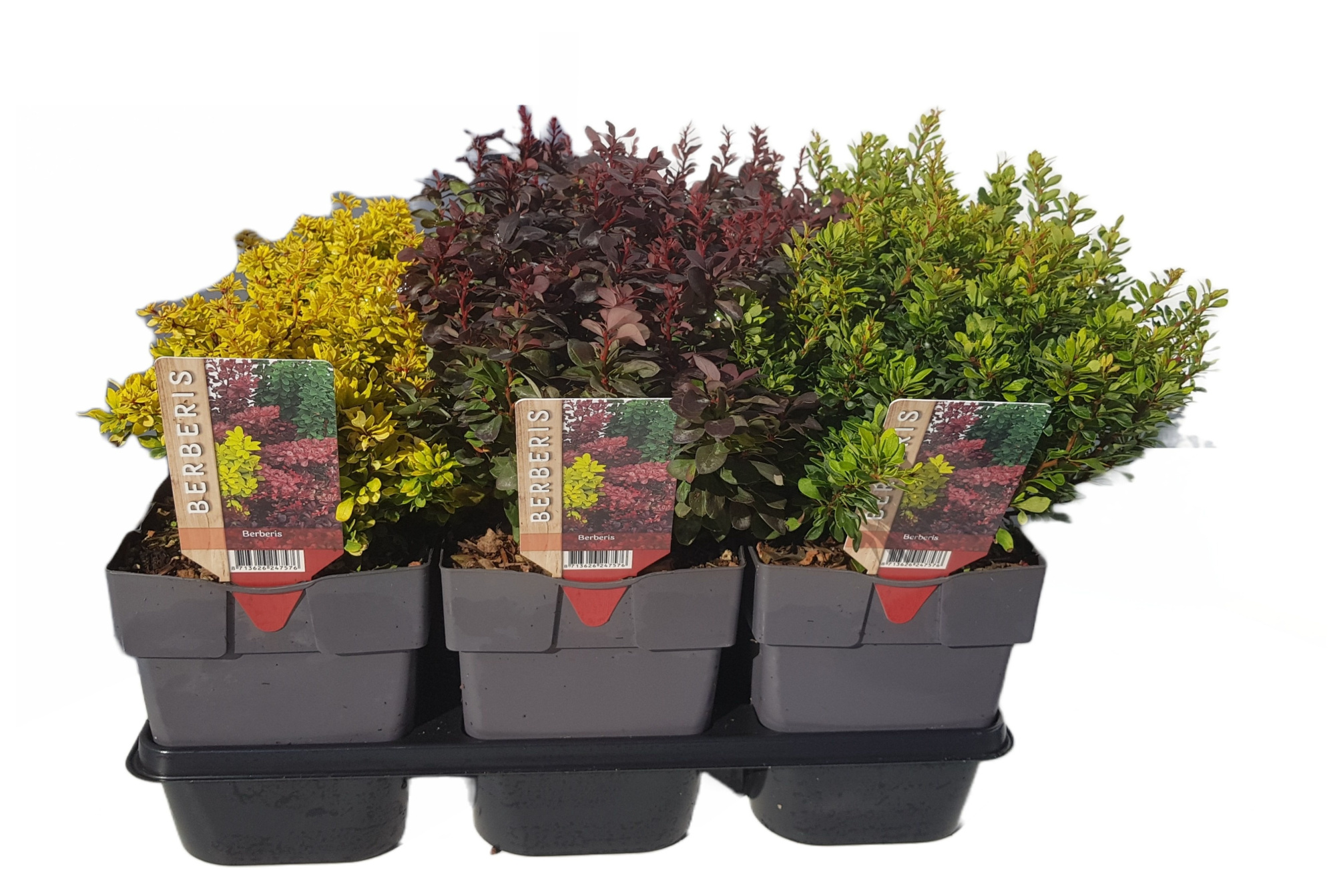 Berberis thunbergii mix P17, D 17 cm