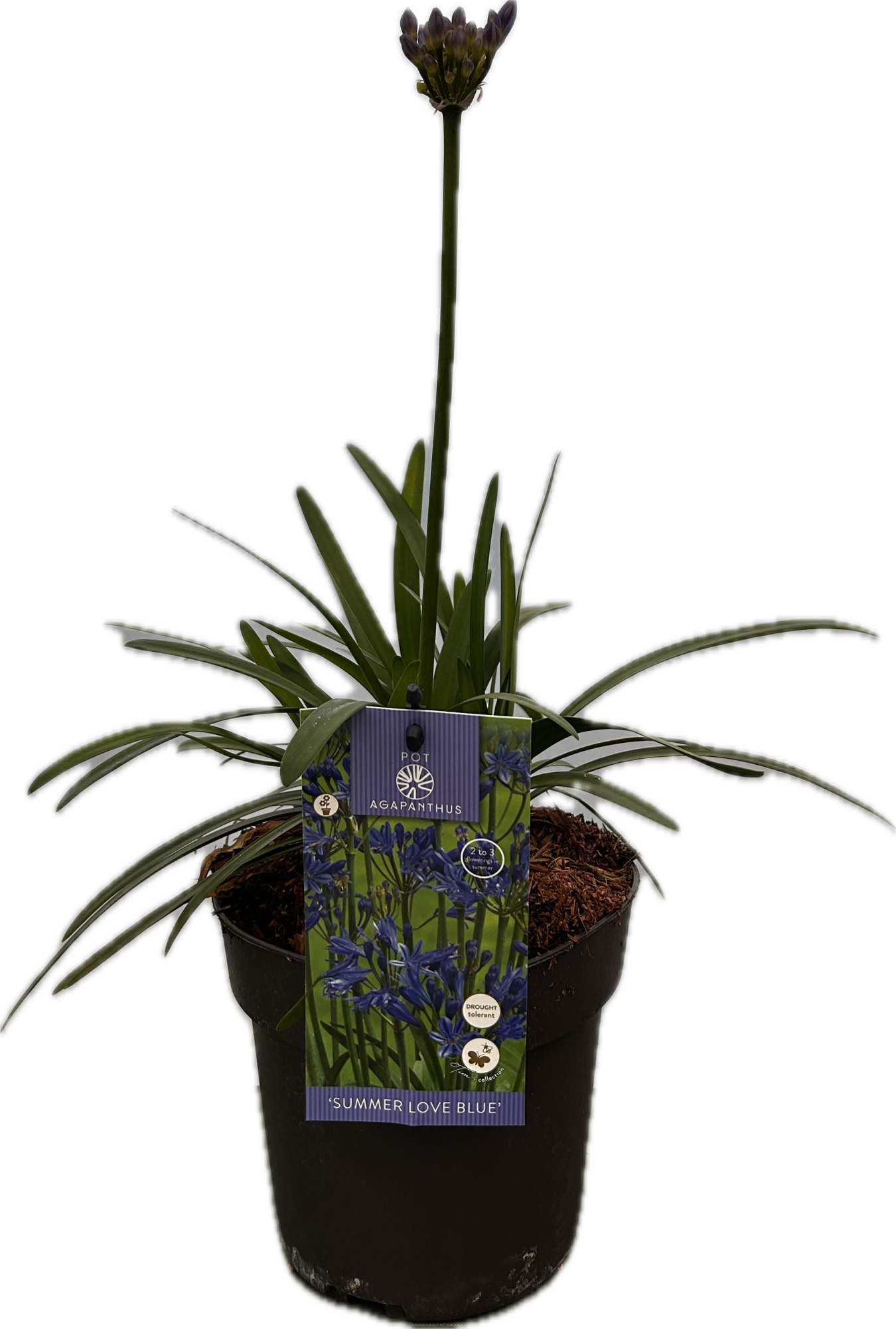 Agapanthus 'Summer love Blue' P17 EVERGREEN, D 17