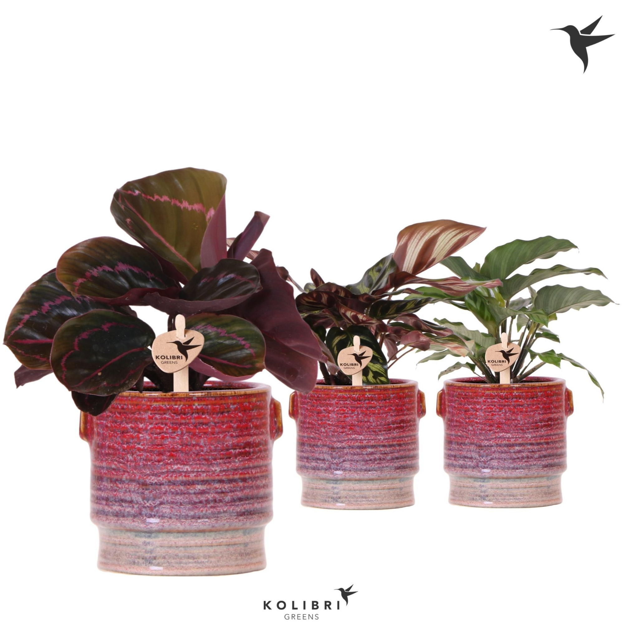 Kolibri Greens Calathea mix in Aura pot, D 9 cm
