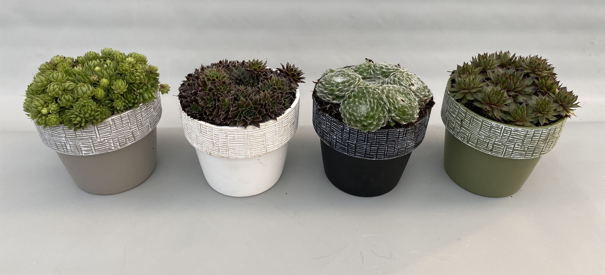 Sempervivum 14cm in Arizona keramiek, D 14 cm