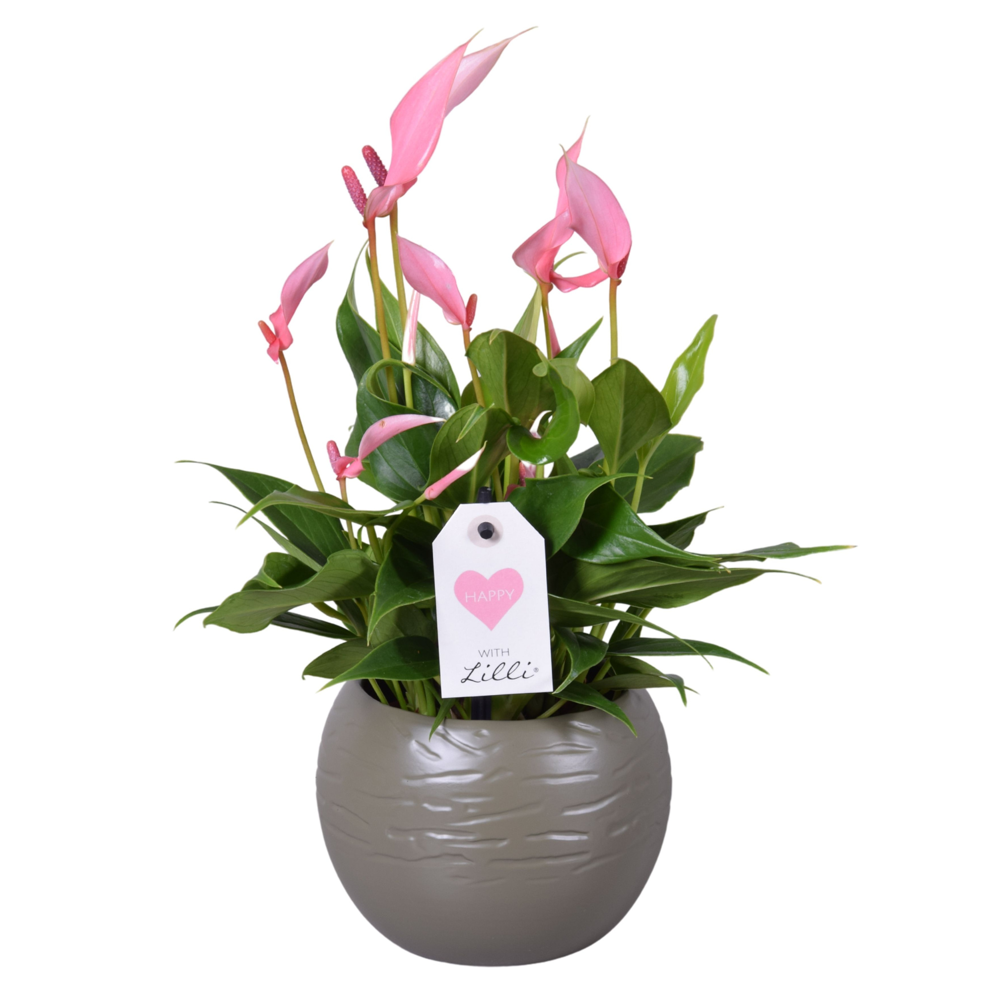 Anthurium Lilli in bolpot mosgroen, D 10 cm