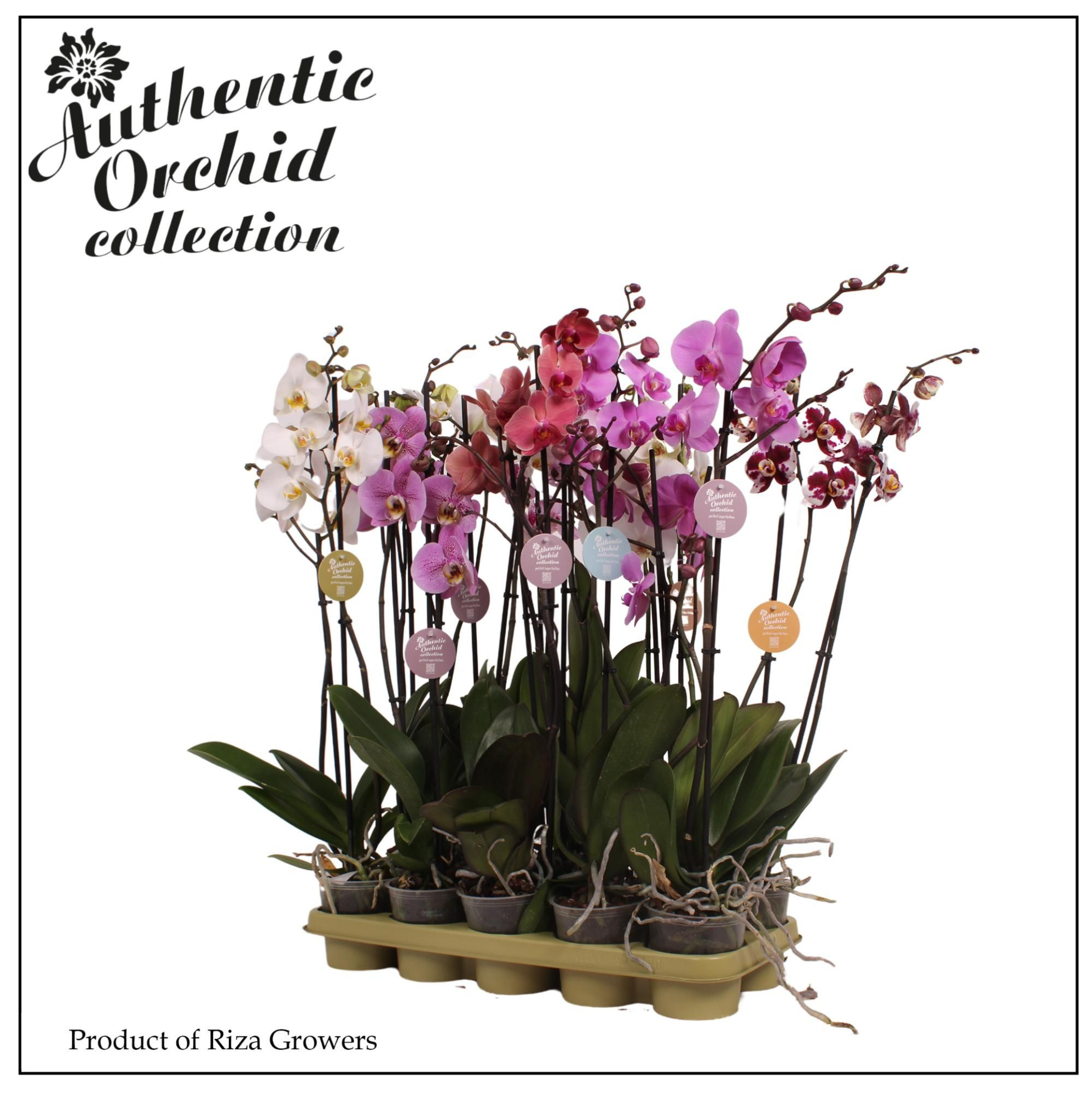 Phalaenopsis Mix 2 spike - 12cm | Authentic, D 12 cm