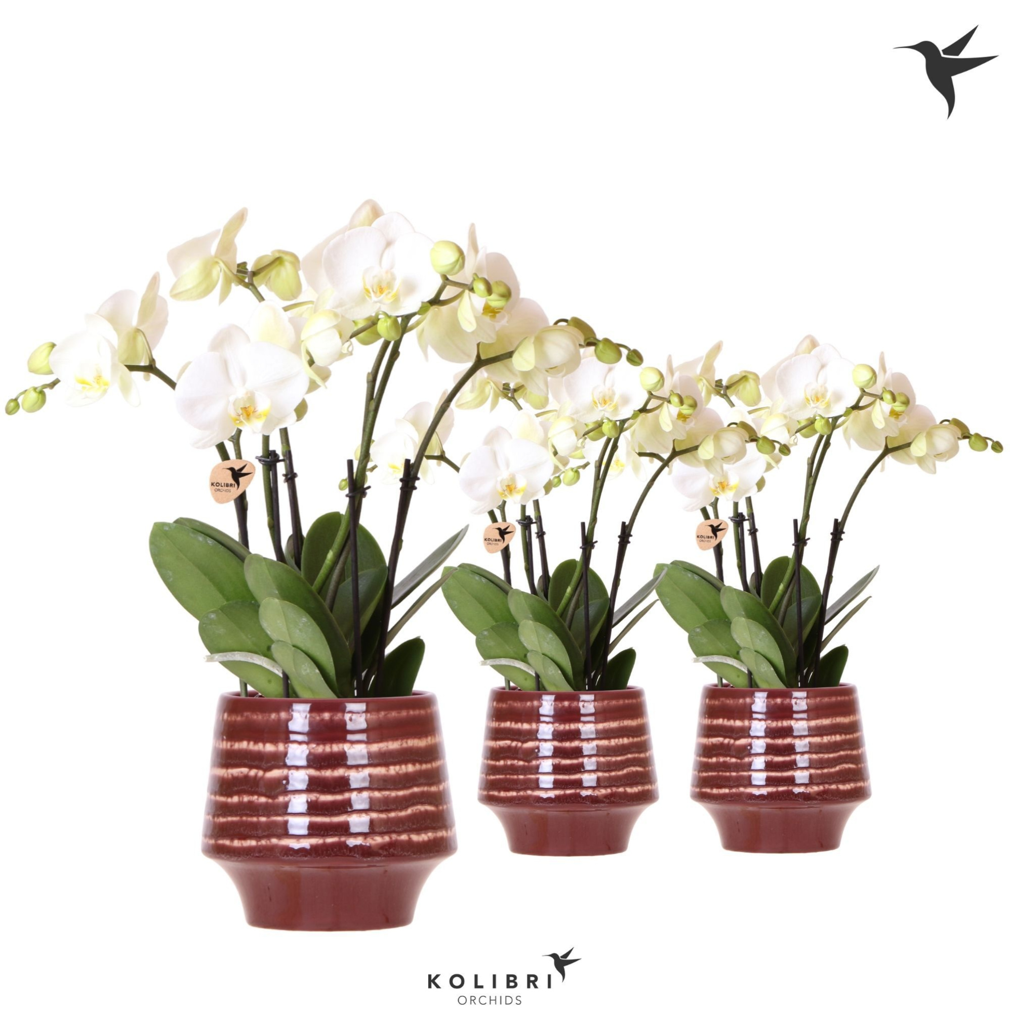 Kolibri Orchids Phalaenopsis Jewel Ghent 4 spike in Moonstone pot red, D 12