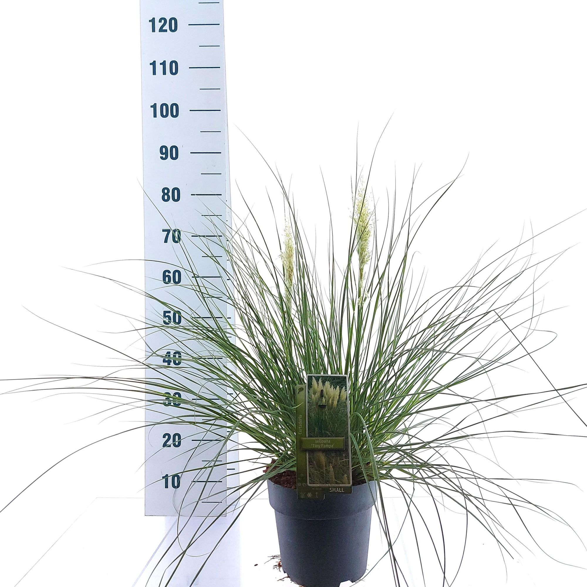 Cortaderia selloana Tiny Pampa (‘Day1’PBR), D 23 cm