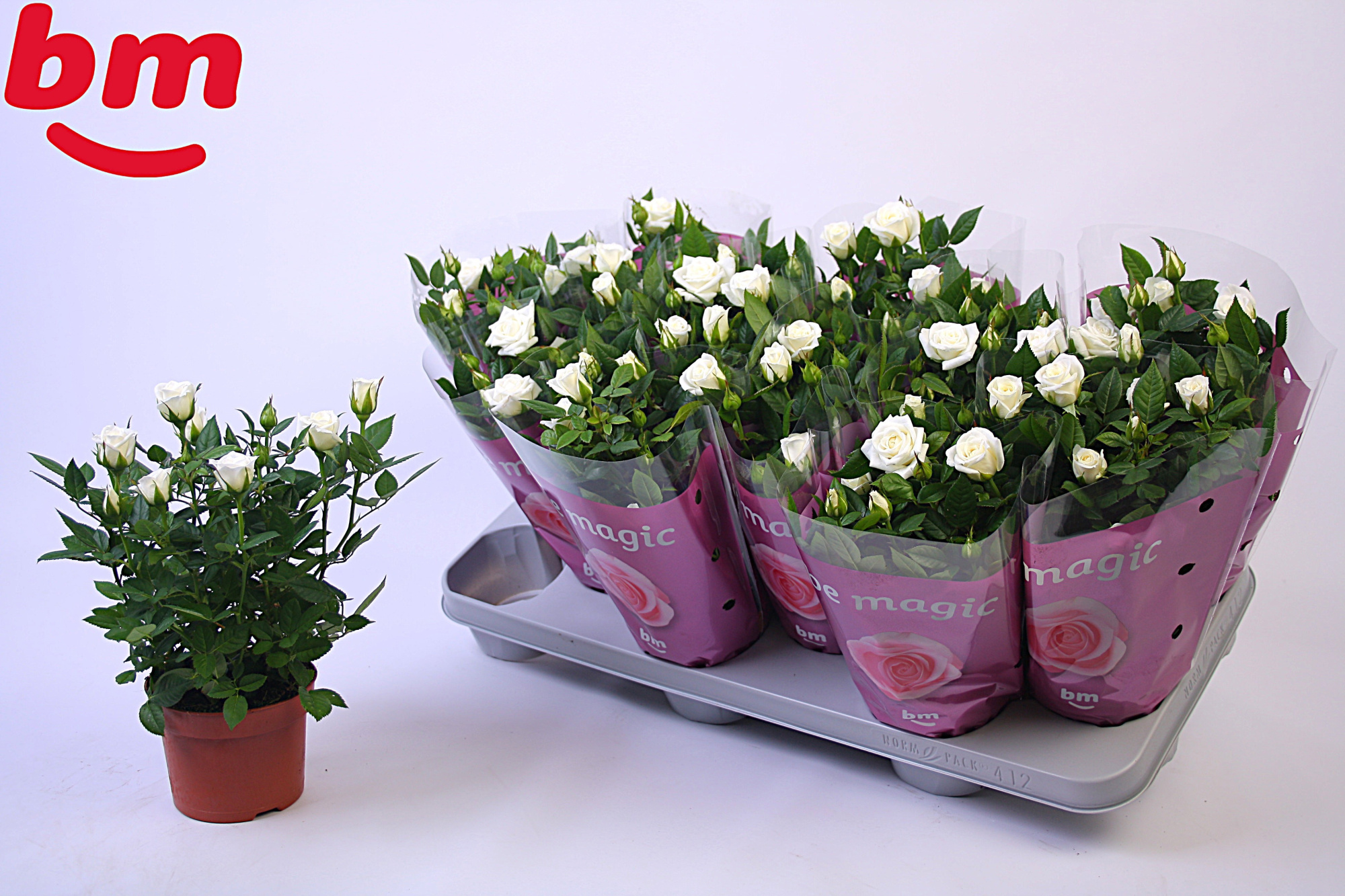 Rosa Polar Jewel Beau Monde 10,5cm, D 10,5