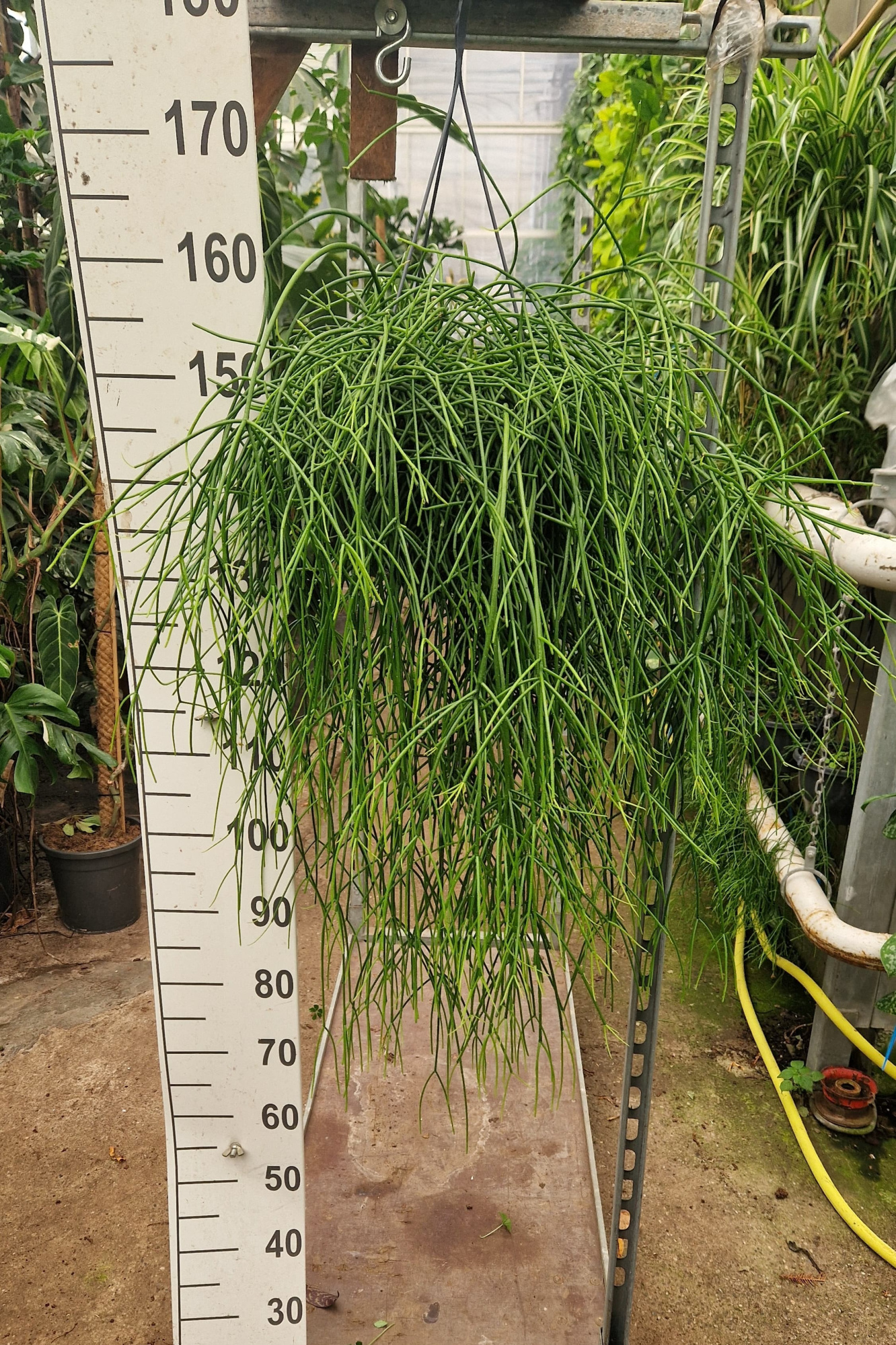 Rhipsalis Pulchra hangplant, D 23 cm