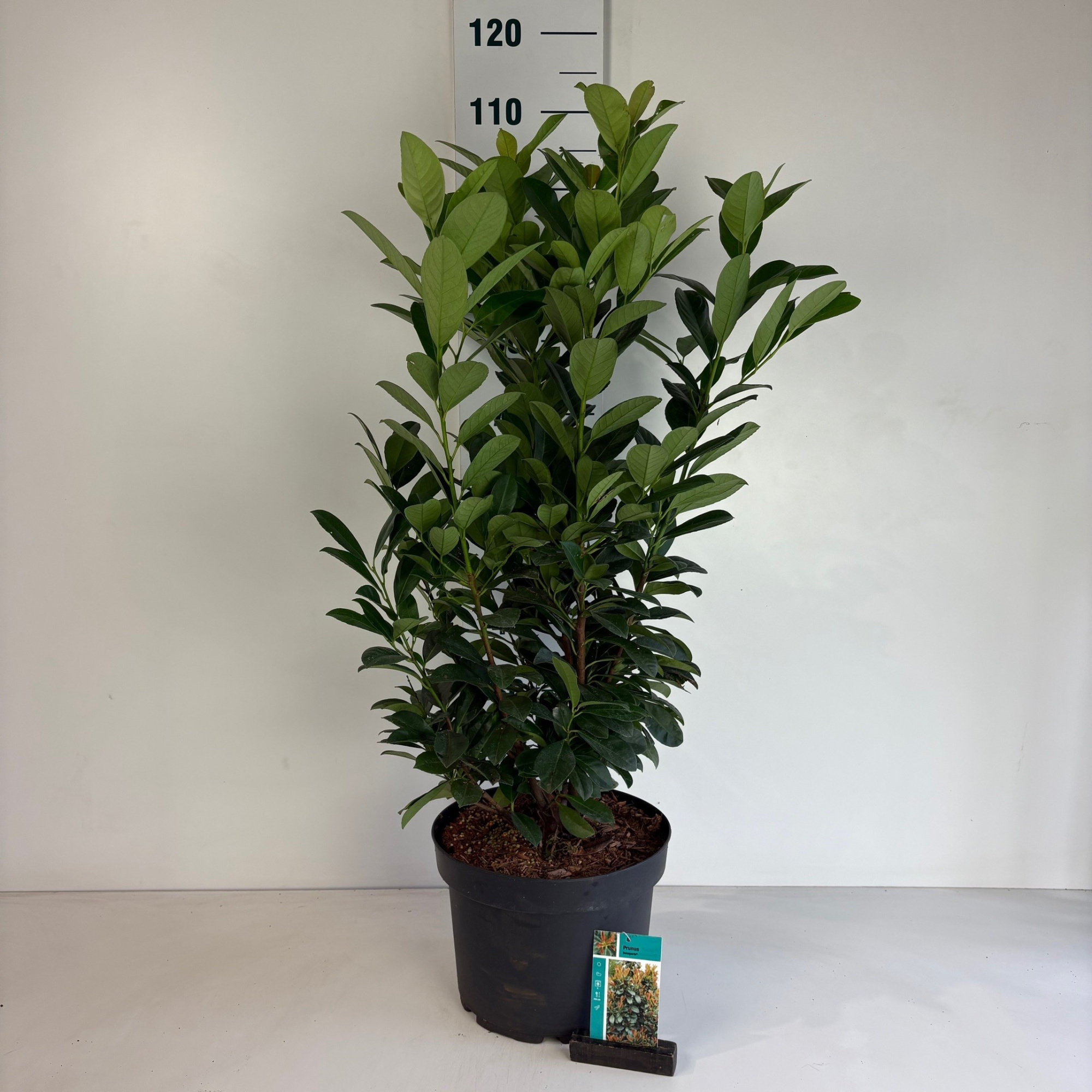 Prunus laurocerasus Bonaparte, D 29 cm