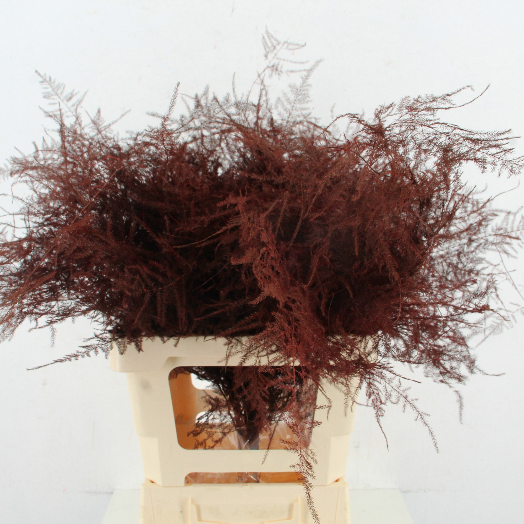 Аспарагус Овериг Крашеный (краш. ) 60, шт.