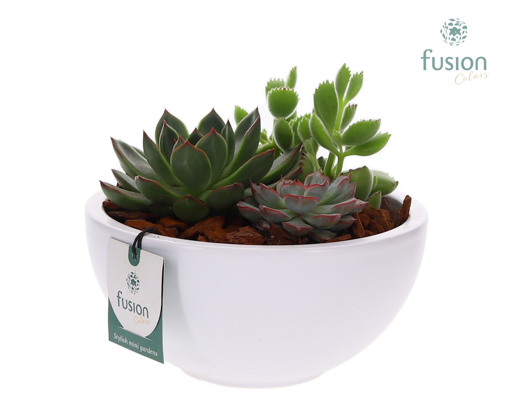 Keramieken moonschaal met succulenten, D 18