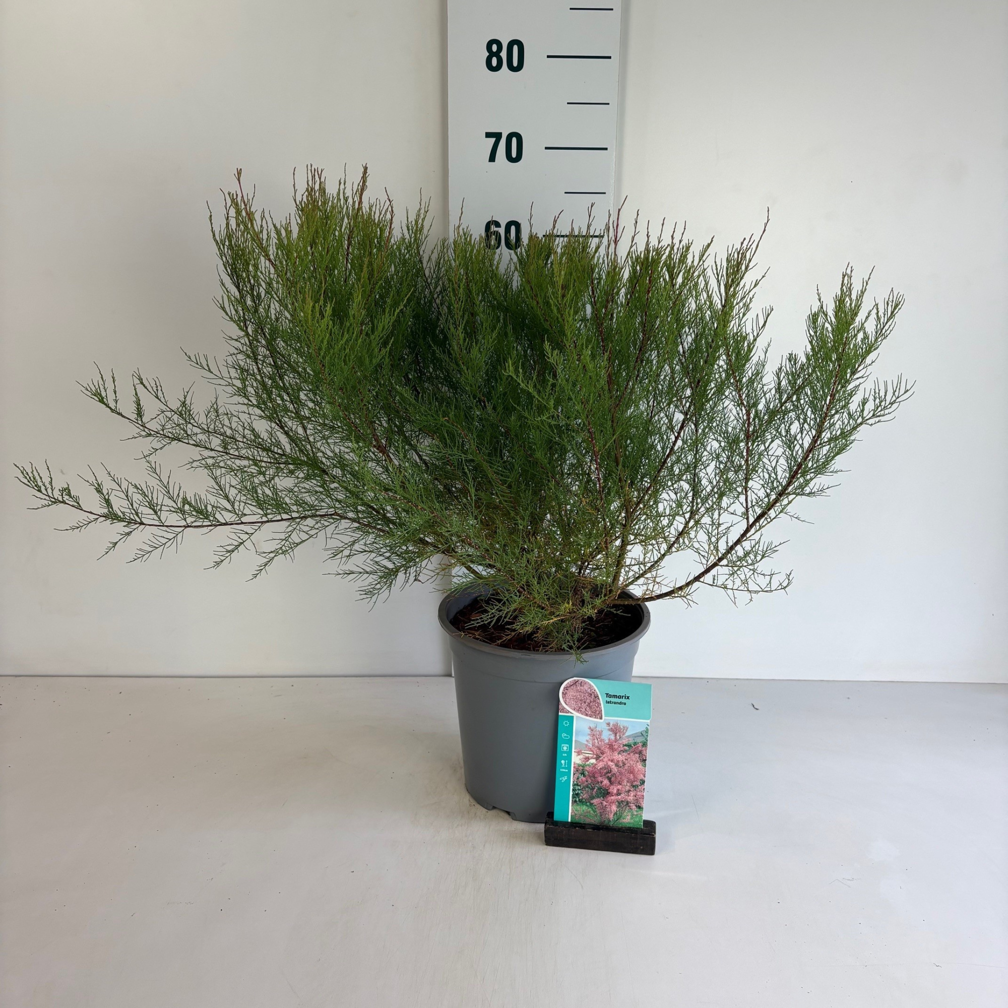 Tamarix tatrandra, D 24 cm