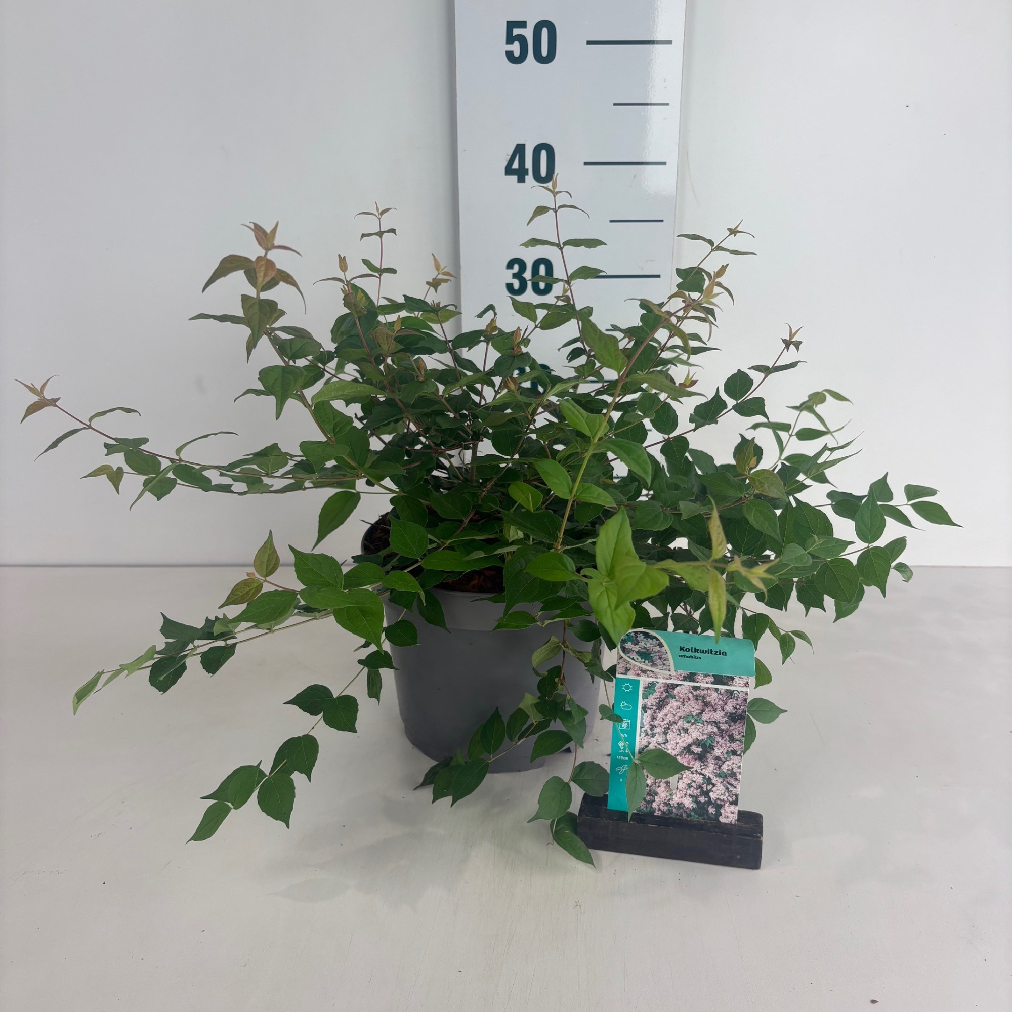 Kolkwitzia amabilis, D 20 cm