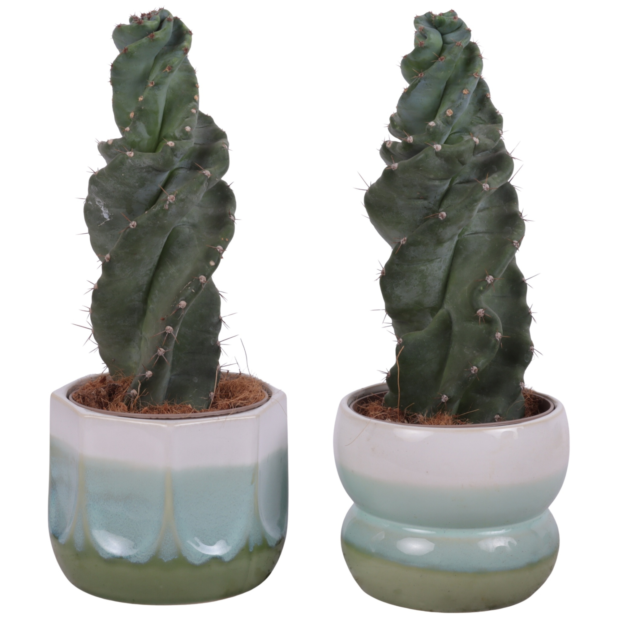 Cactus Cereus Spiralis Ø12cm in Ø15cm Ceramic FB675, D 15