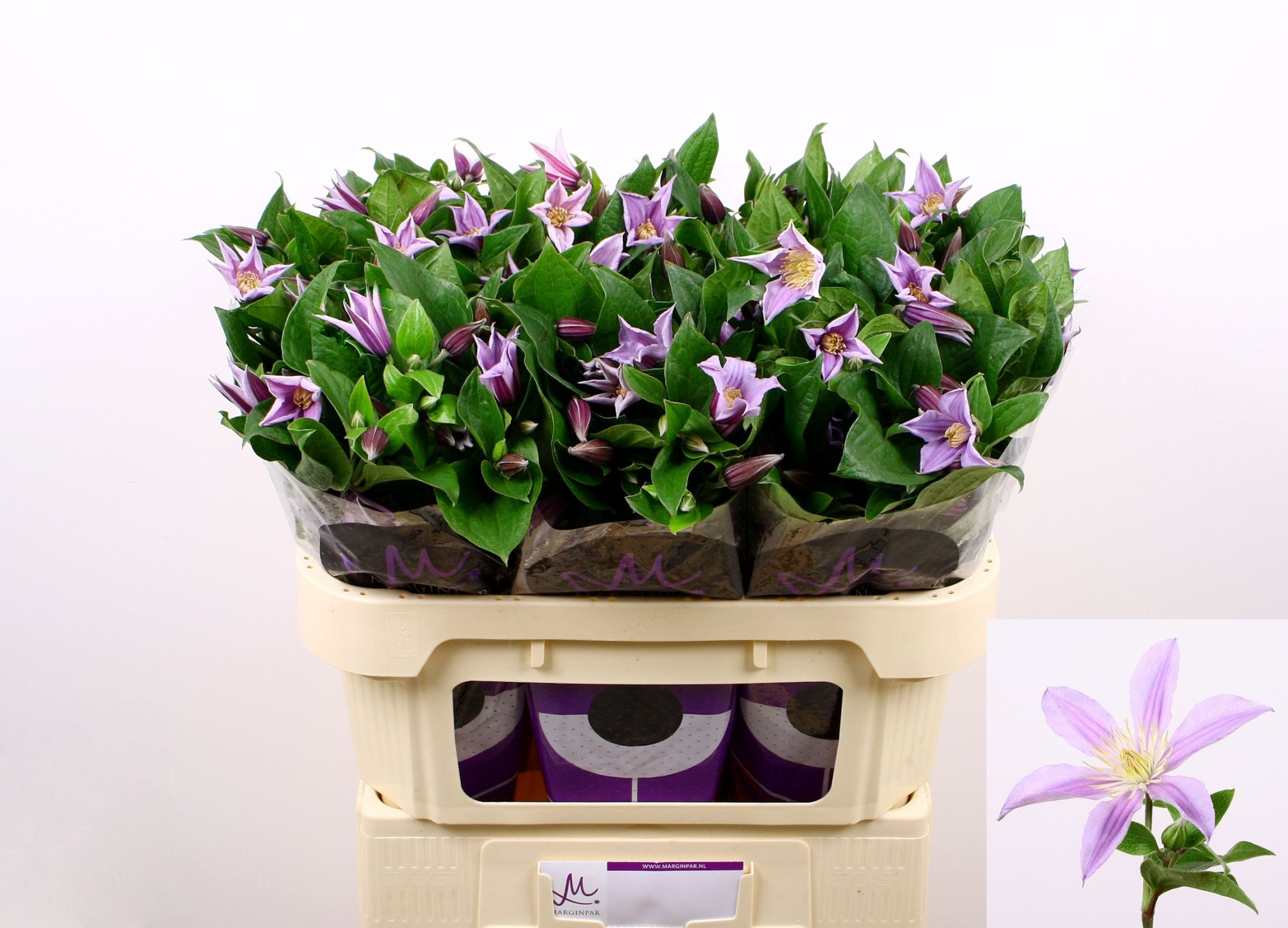 Клематис Стар Ривер 70, шт.