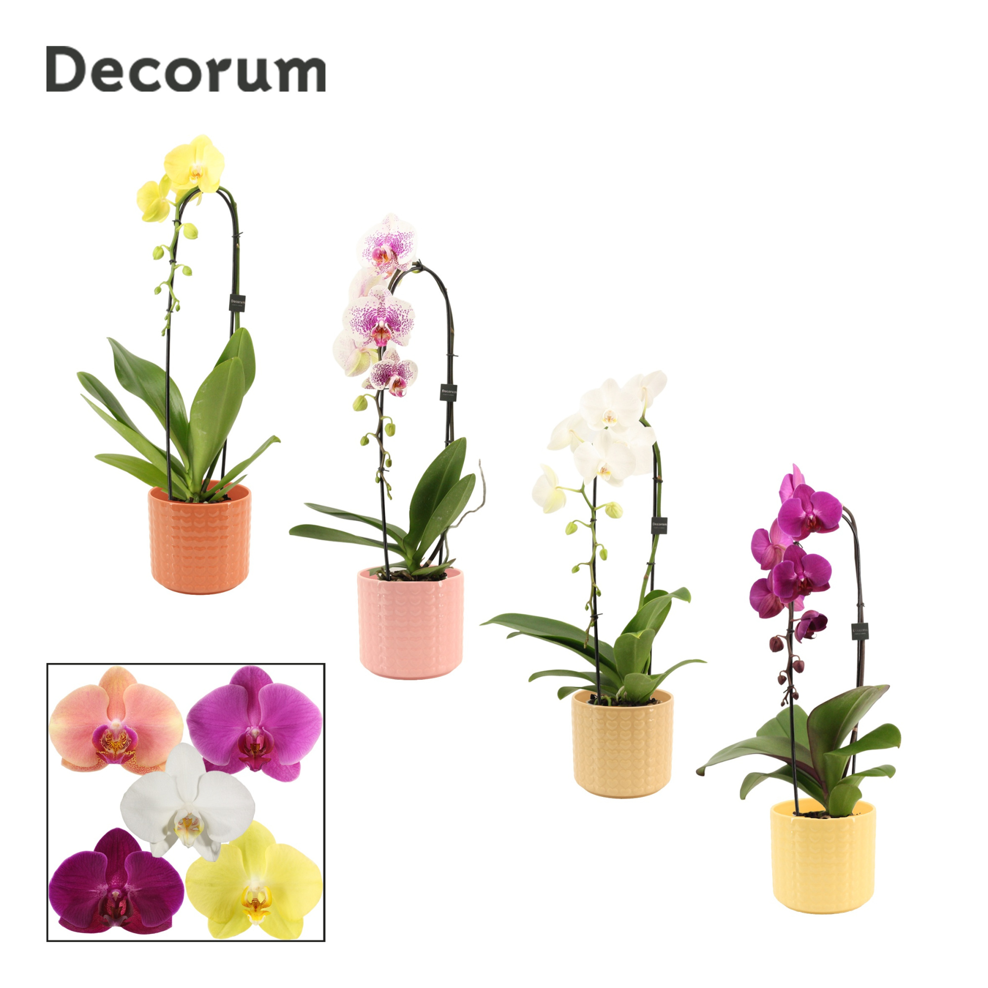 Phalaenopsis cascade 1 tak mix in Kaya (Sympathetic moods-collec, D 12 cm