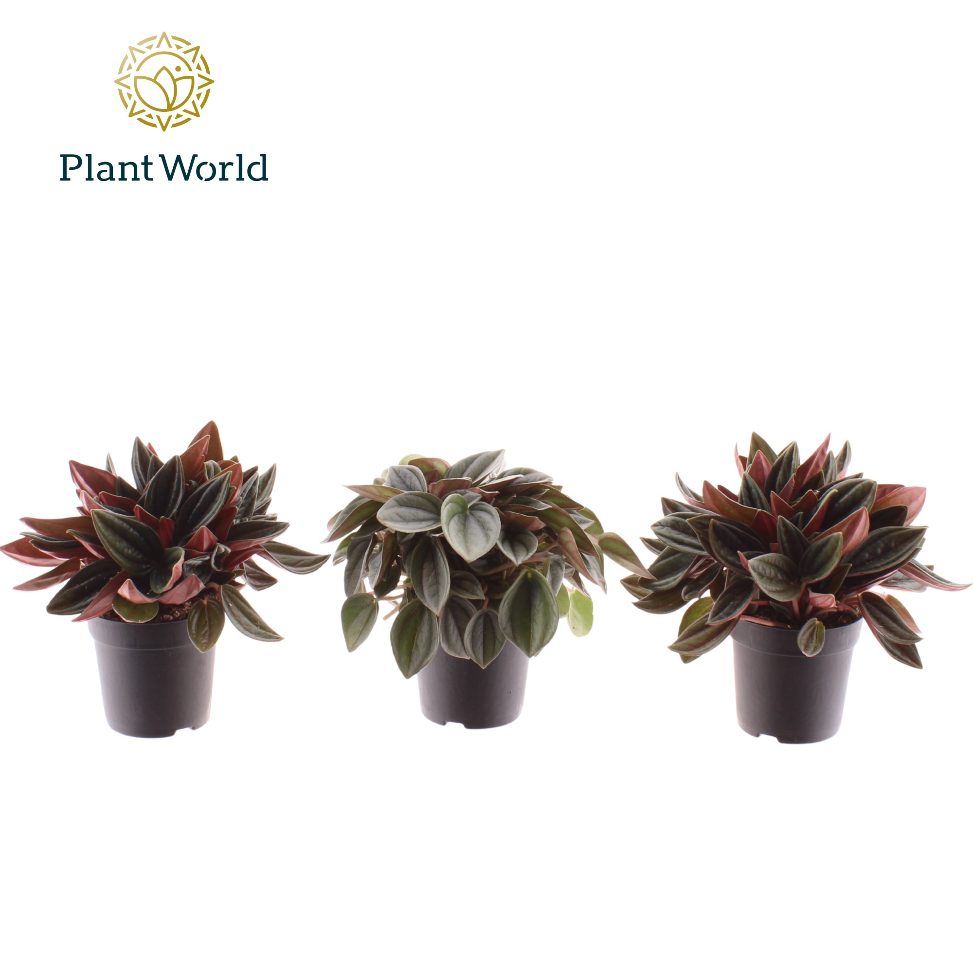 Peperomia gemengd 7 cm, D 7 cm