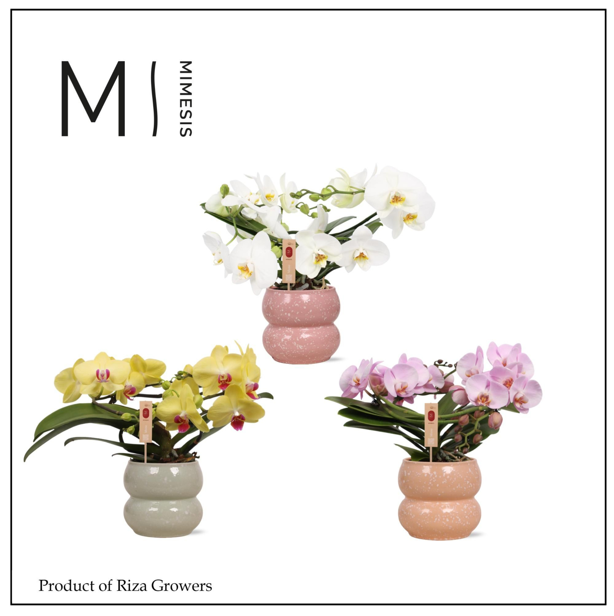 Mimesis Phal. Muse Mix - 25+ flowers in Sophie Mix Ceramic, D 12 cm