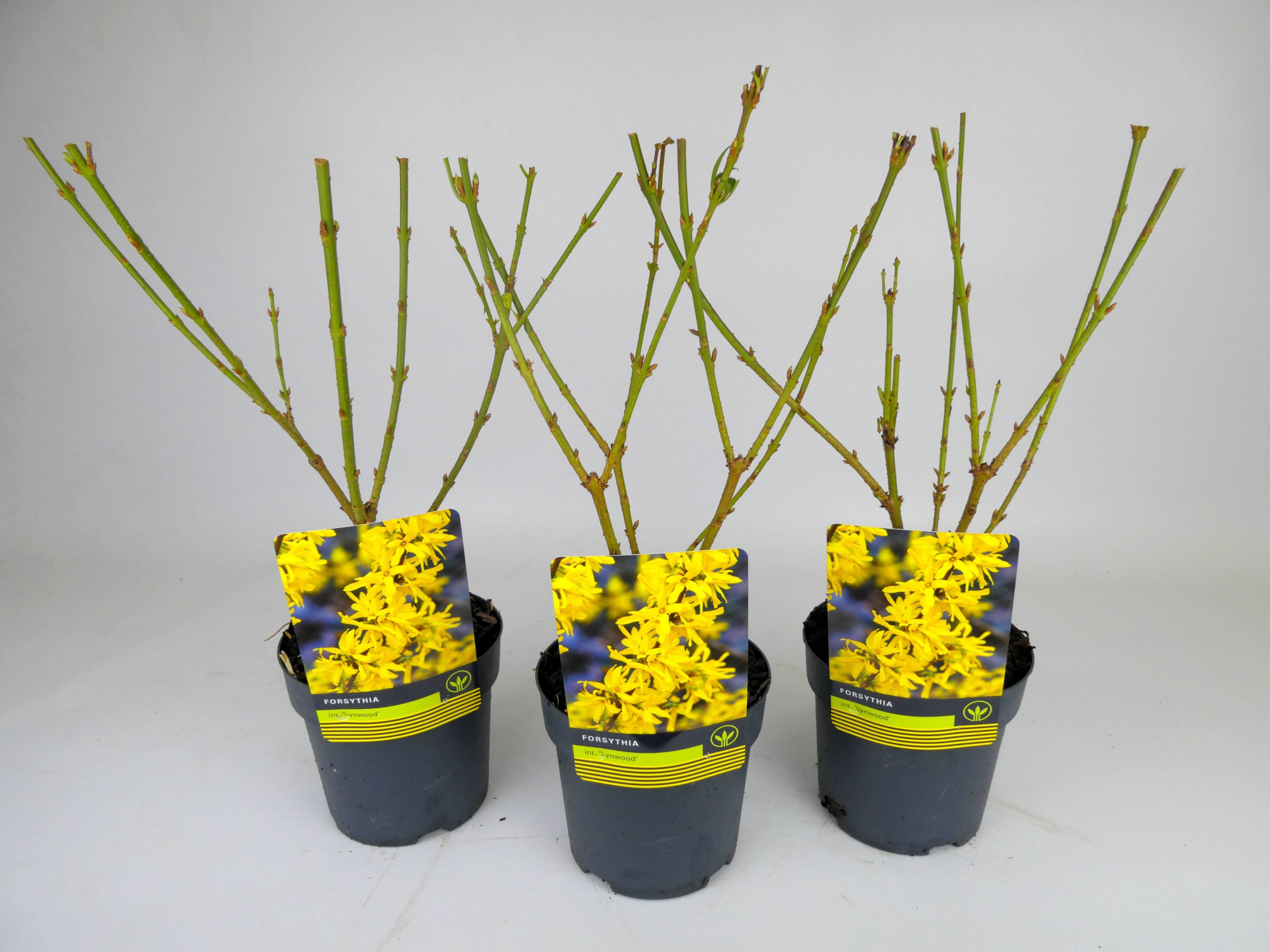 Forsythia Mixlaag, D 14