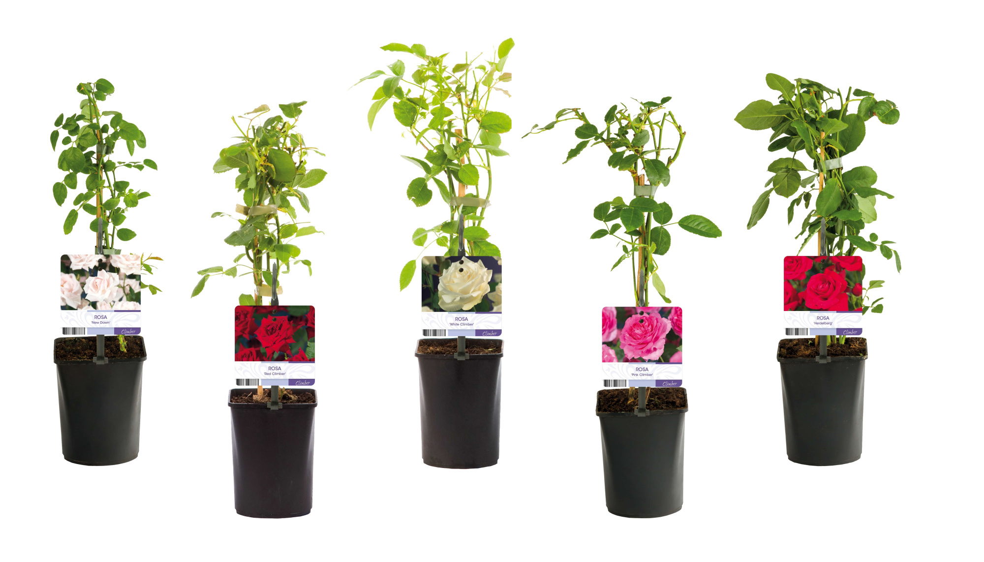 Mix CC van Rosa incl. banners +light label, D 11