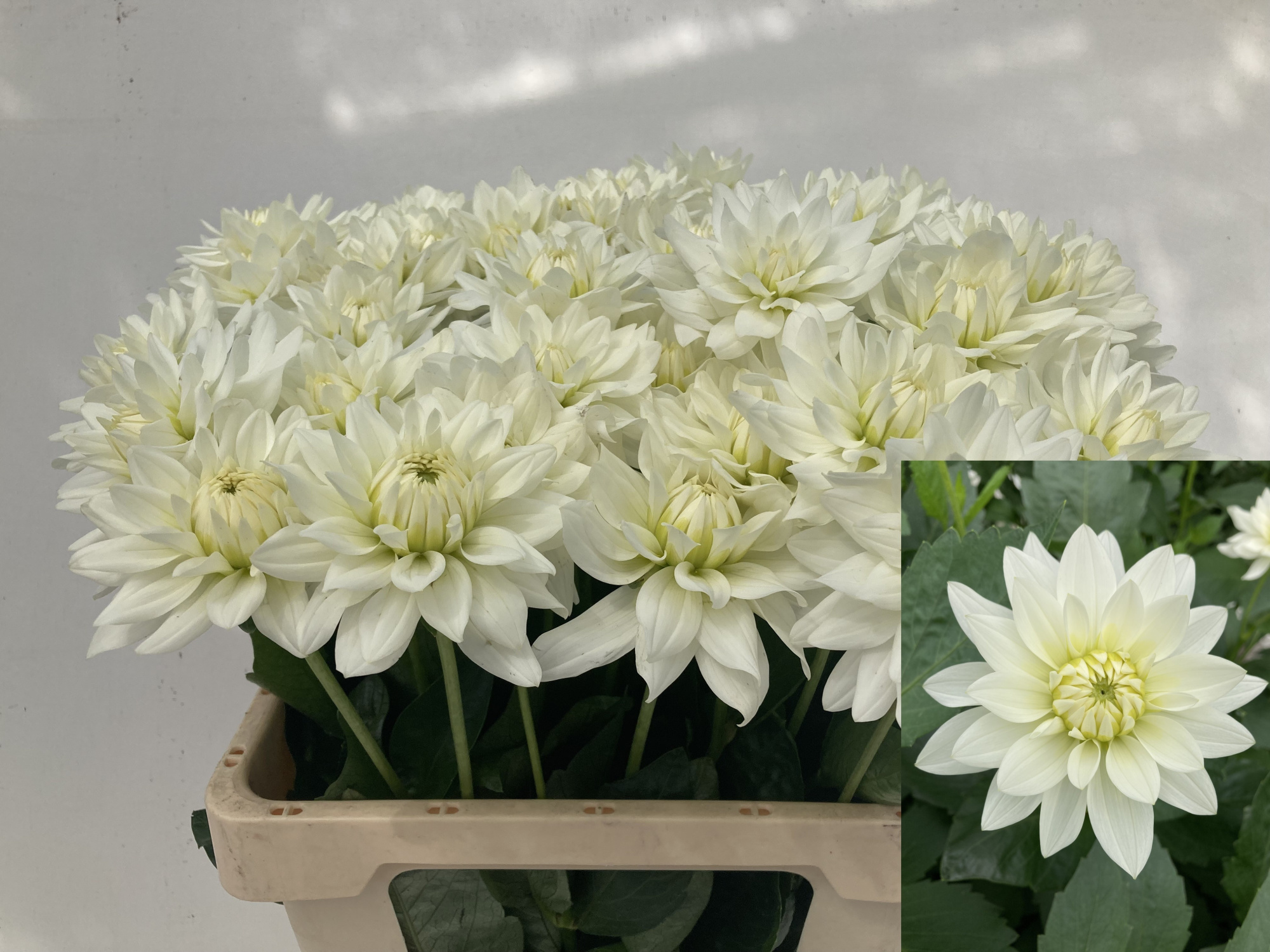 Георгина Карма Мартен Зван 60, шт.