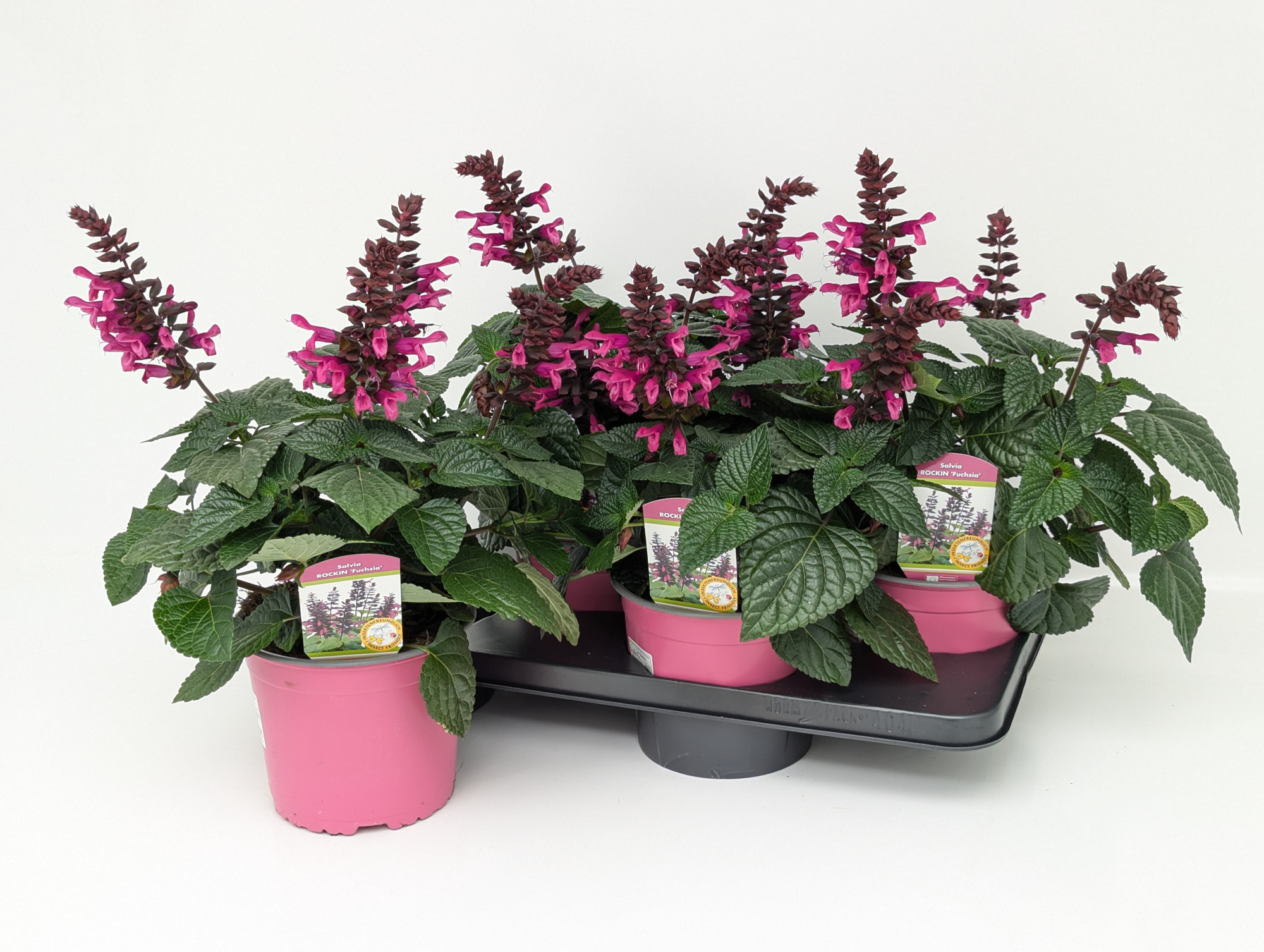 Salvia Rockin Fuchsia T17, D 17