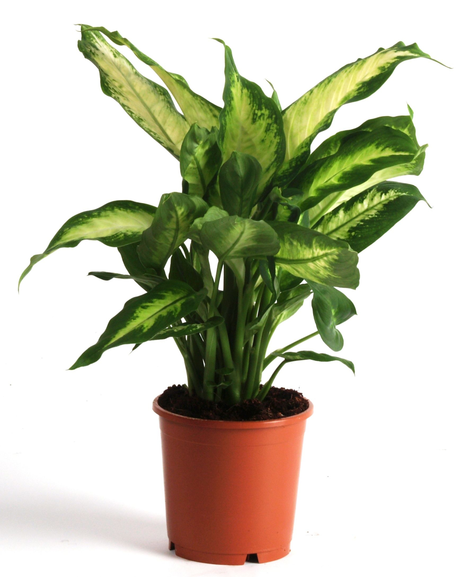 Dieffenbachia Camilla, D 12