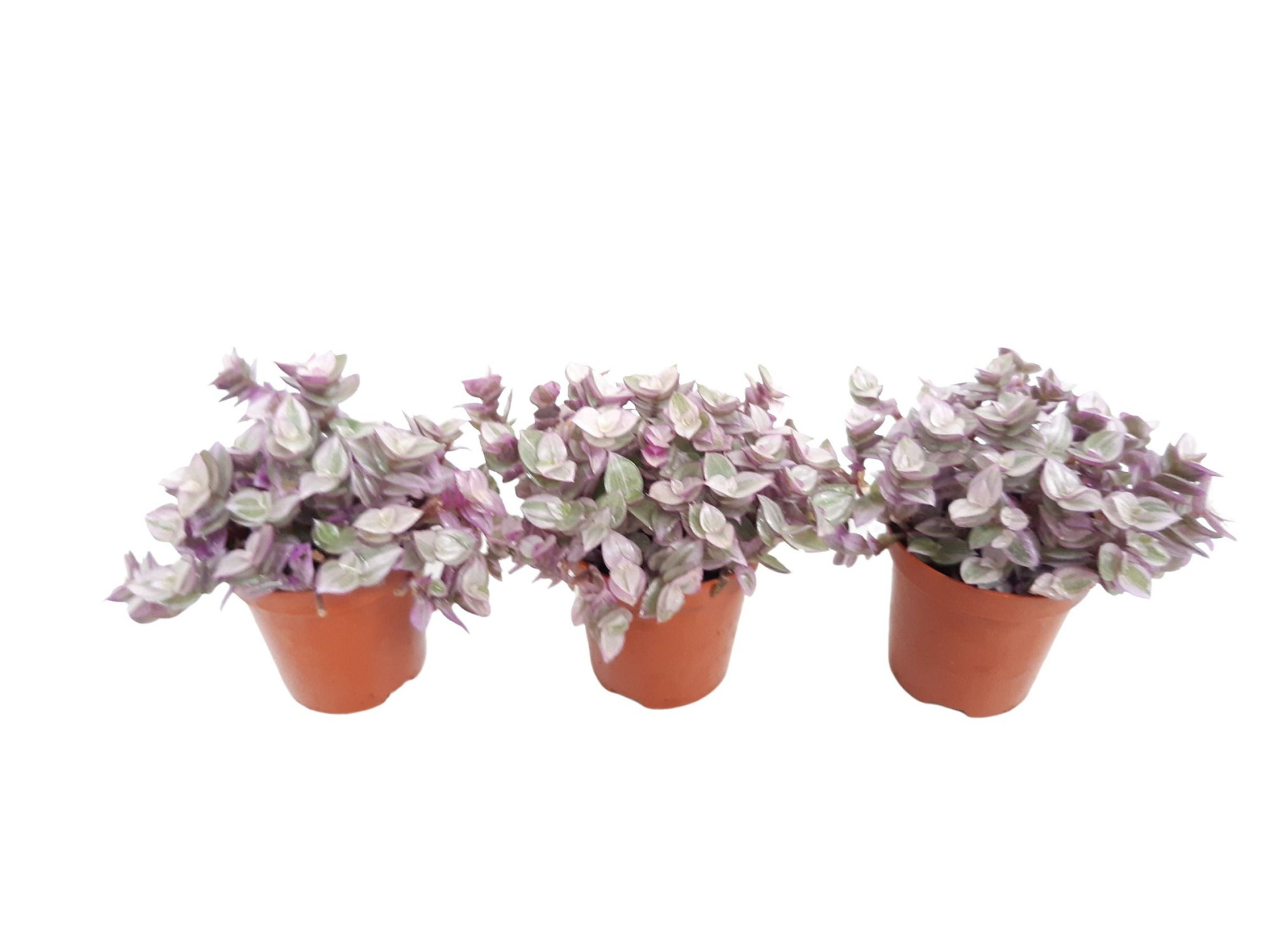 SNCRO Mini Callisia Rosata 5,5 cm, D 5,5 cm