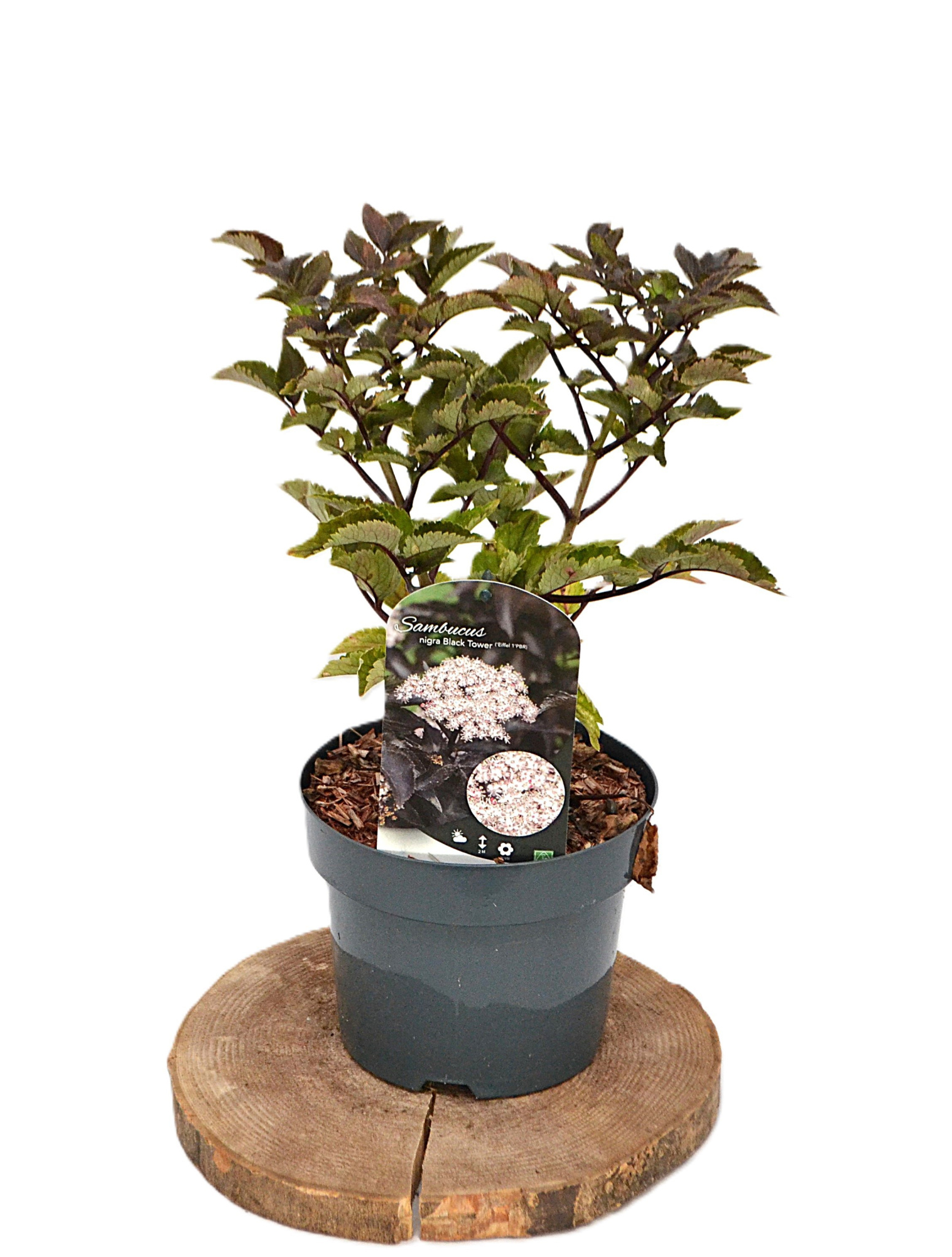 Sambucus nigra Black Tower C3, D 19