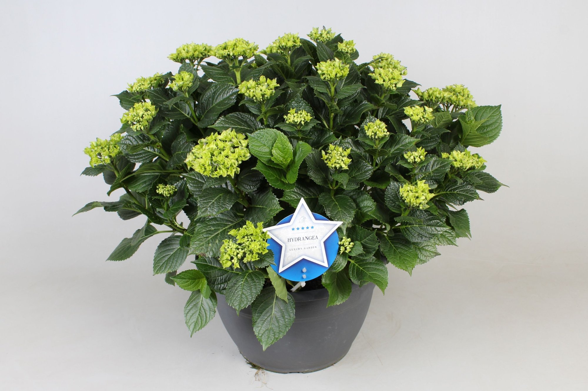Hydrangea macr. blauw, 20+kn/bl, D 30