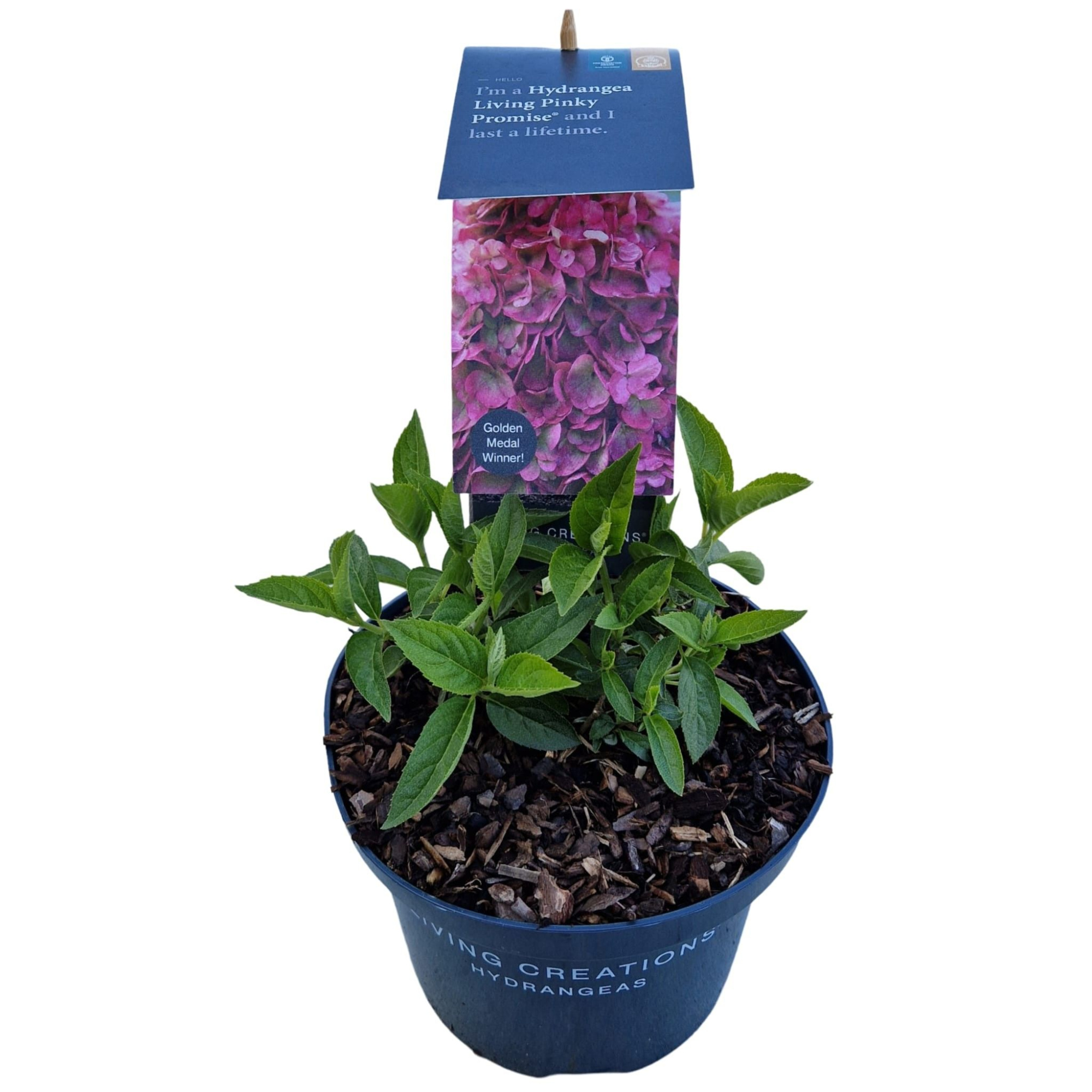 Hydrangea pan. 'Living Love'®, D 17