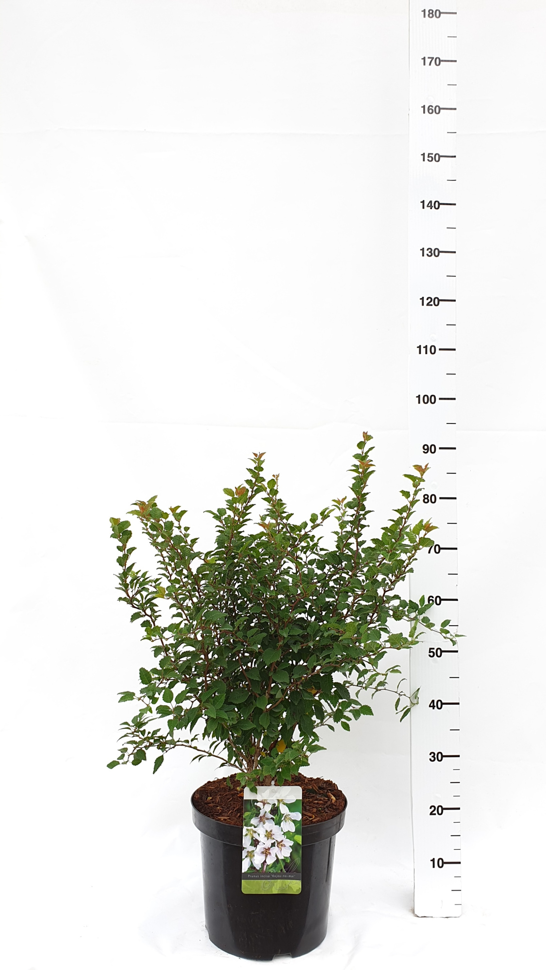Prunus incisa 'Kojou-no-mai', D 30 cm
